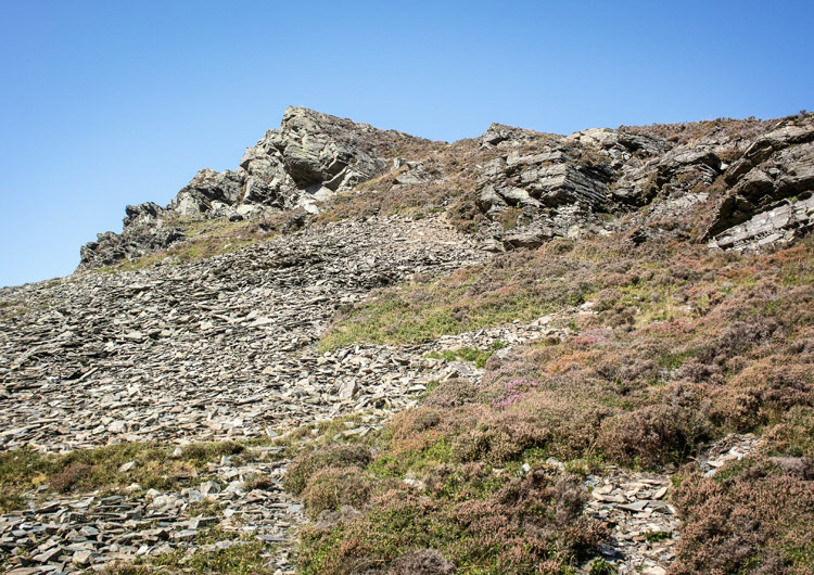 Dodd (Hope Farm)
