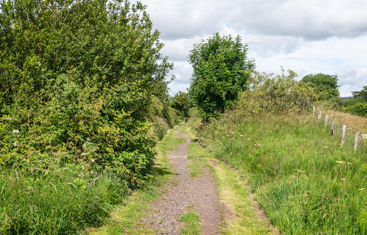 Tees Railway Walk W. from Romaldkirk 966 236