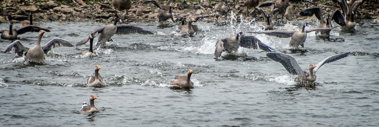 Hauxley Nature Reserve
