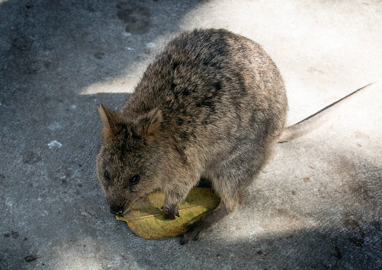 Quokka