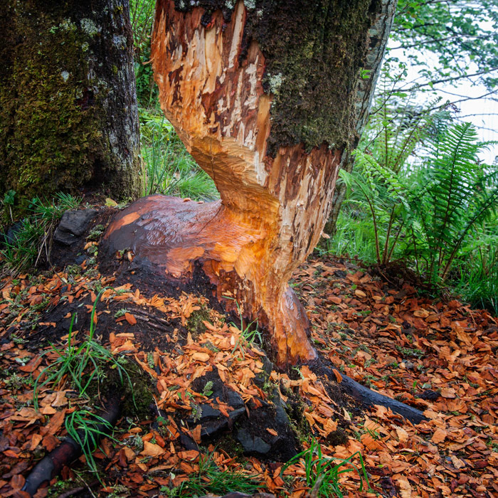 Knapdale Beavers, Barnluassgan
