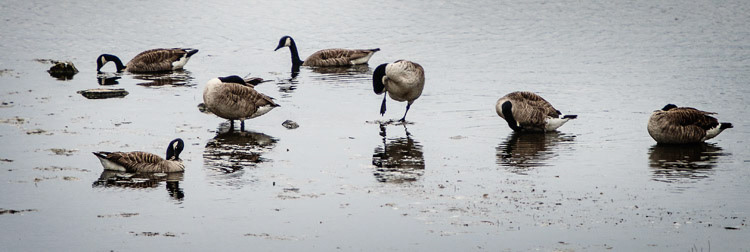 Hauxley Nature Reserve