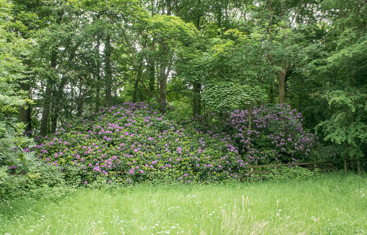 Former 17th H'pools site, Raby