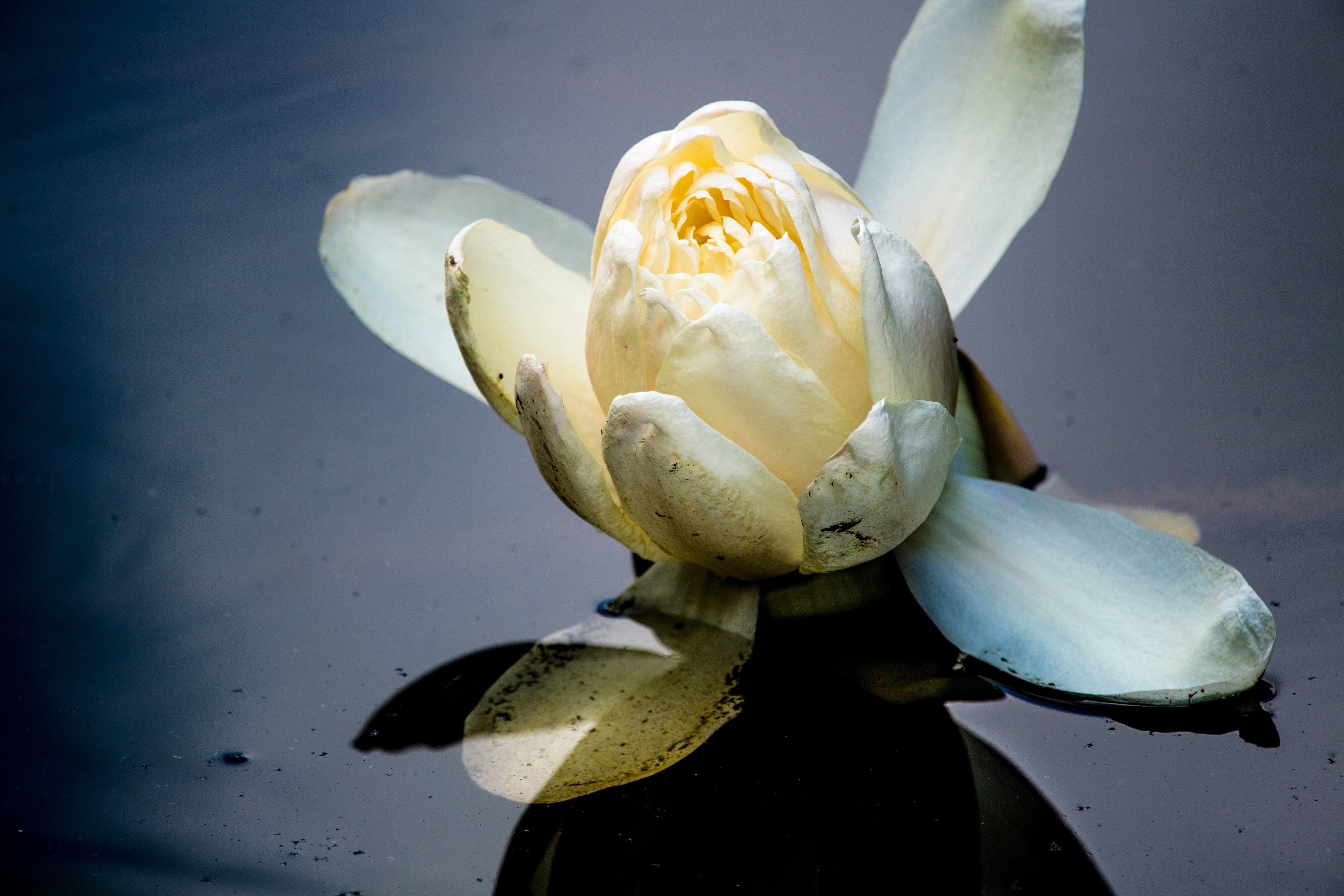 Flower of Love Singapore 