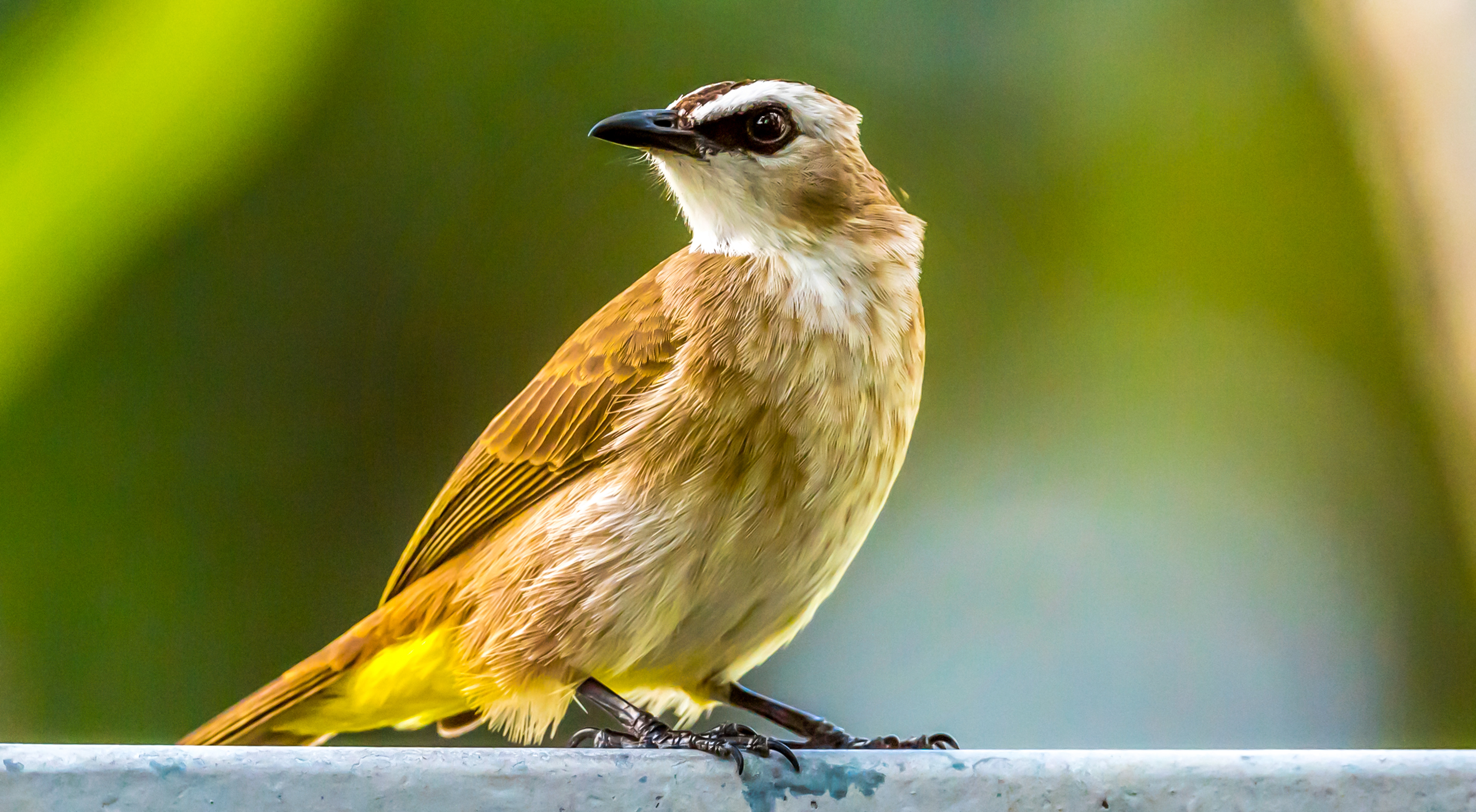 Birds of Geylang