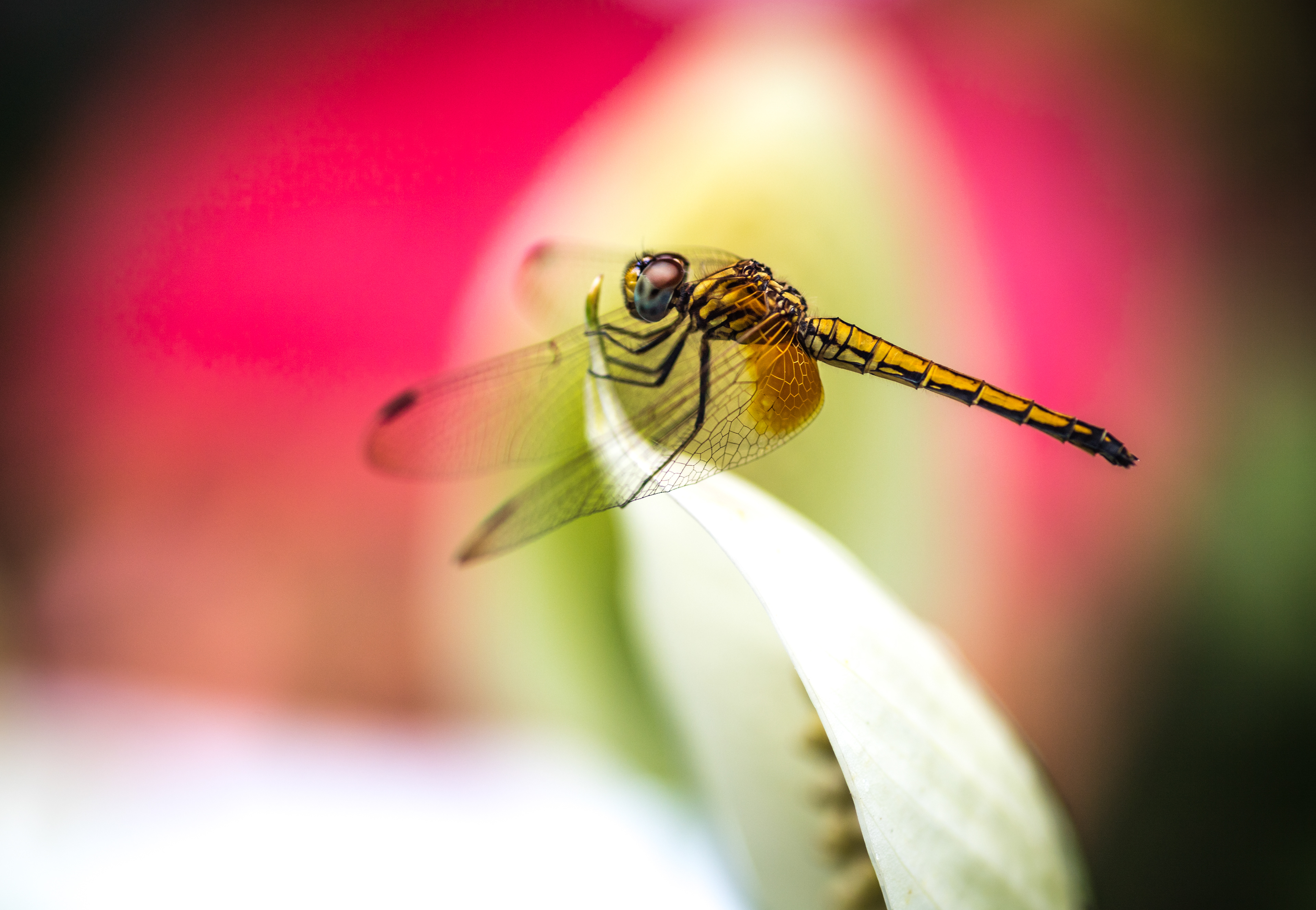 Singapore Botanical Garden 