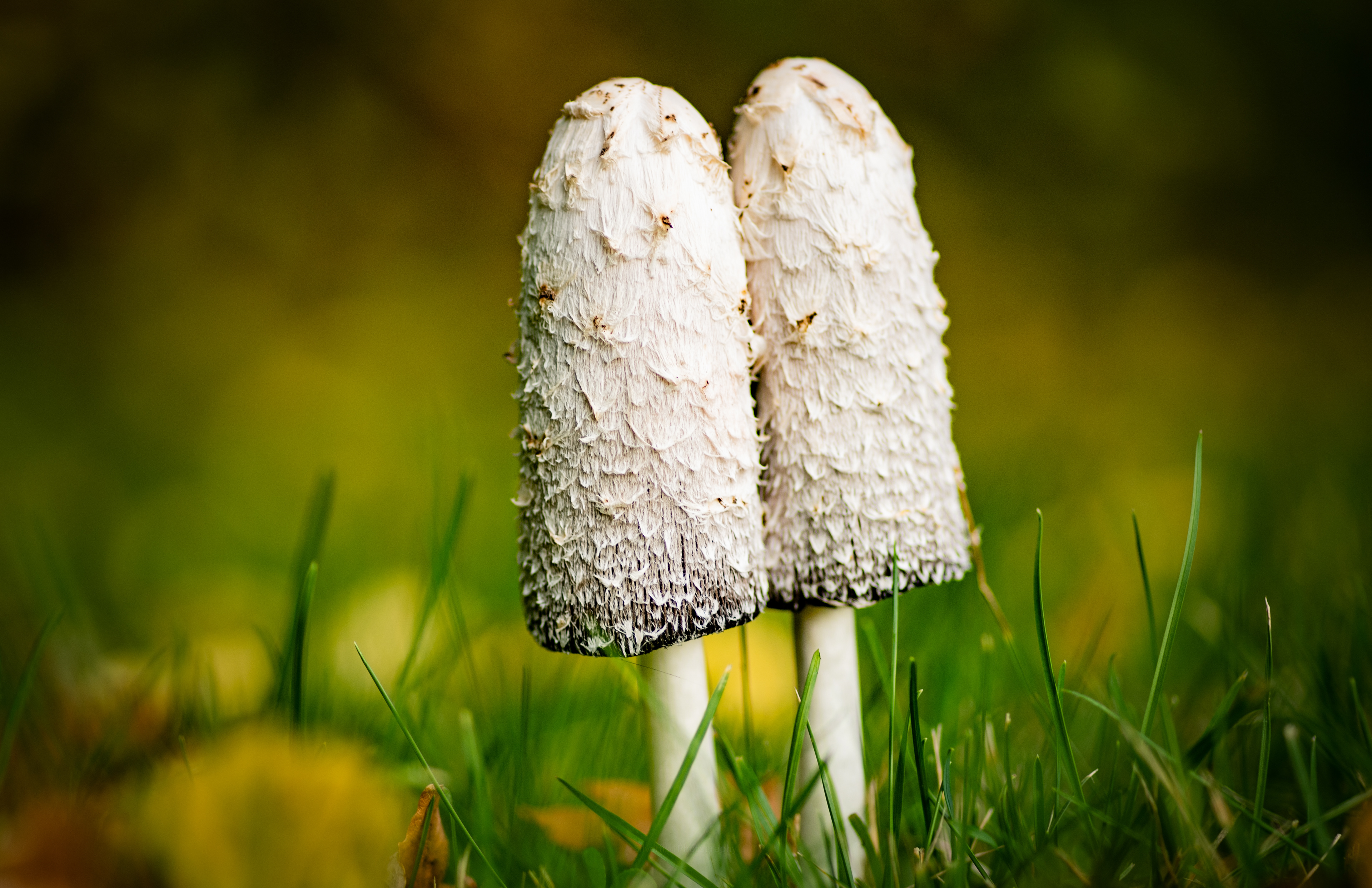 two mushrooms in love 