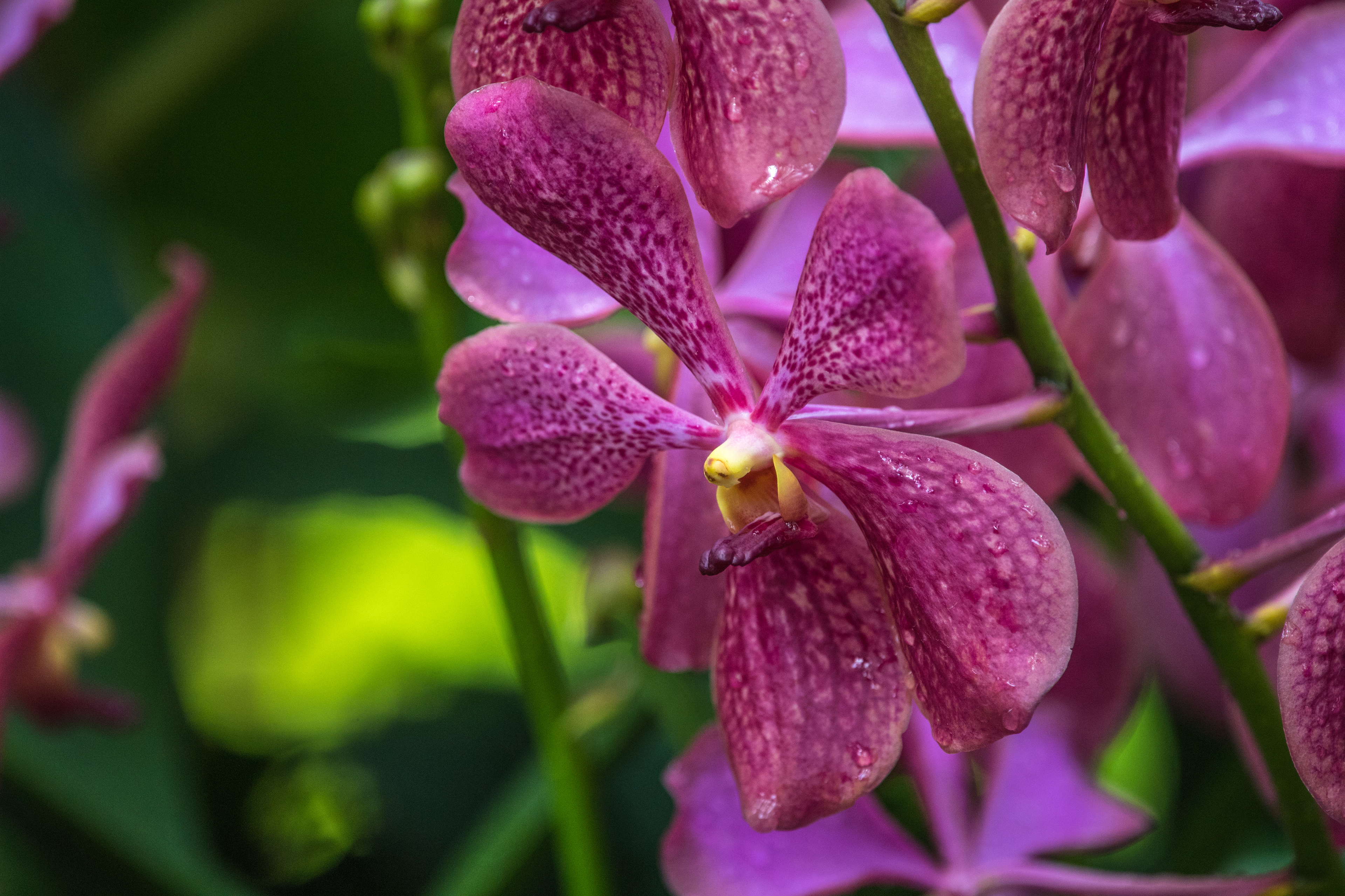 The National Orchid Garden
