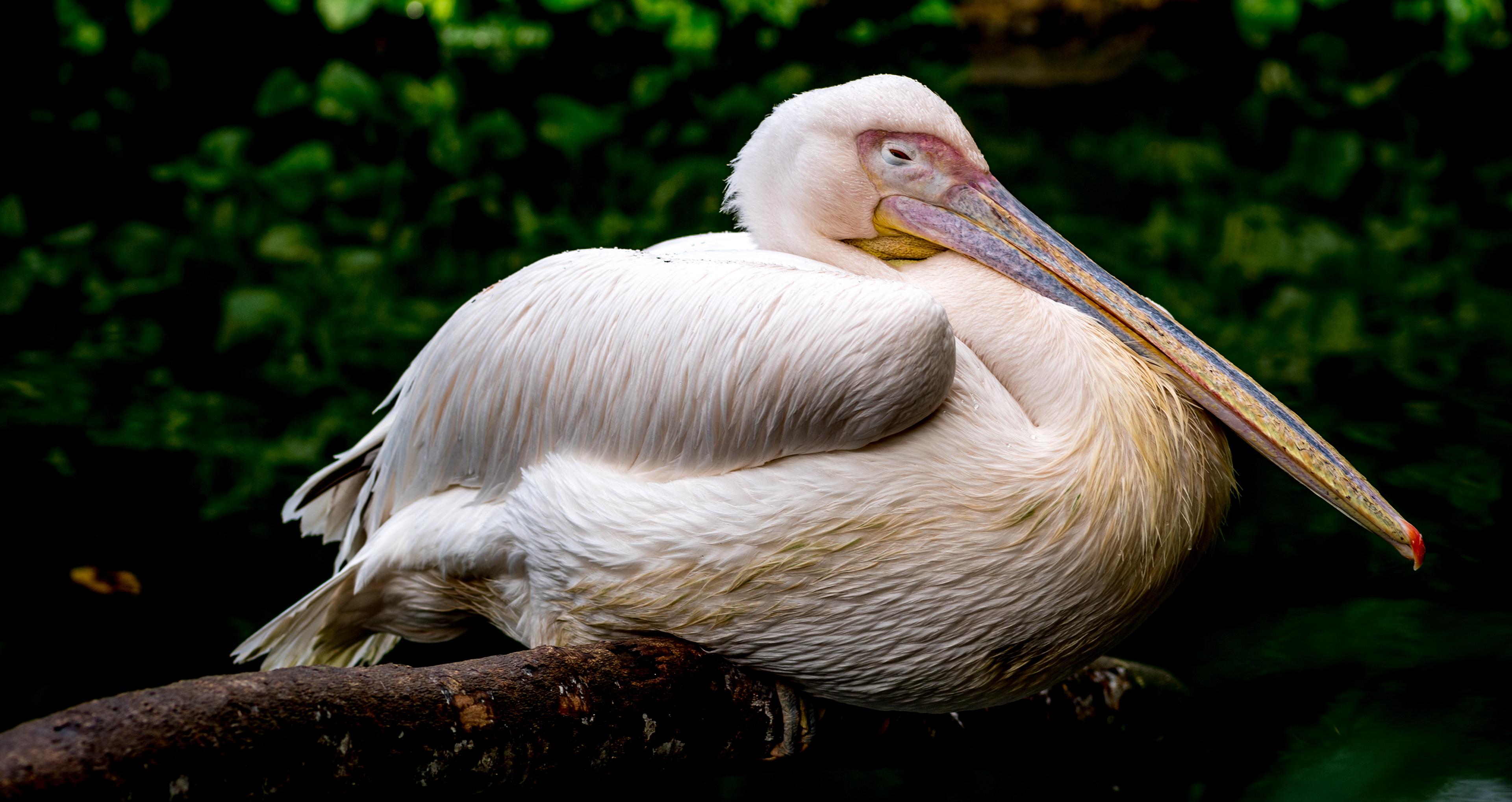 Singapore Nature