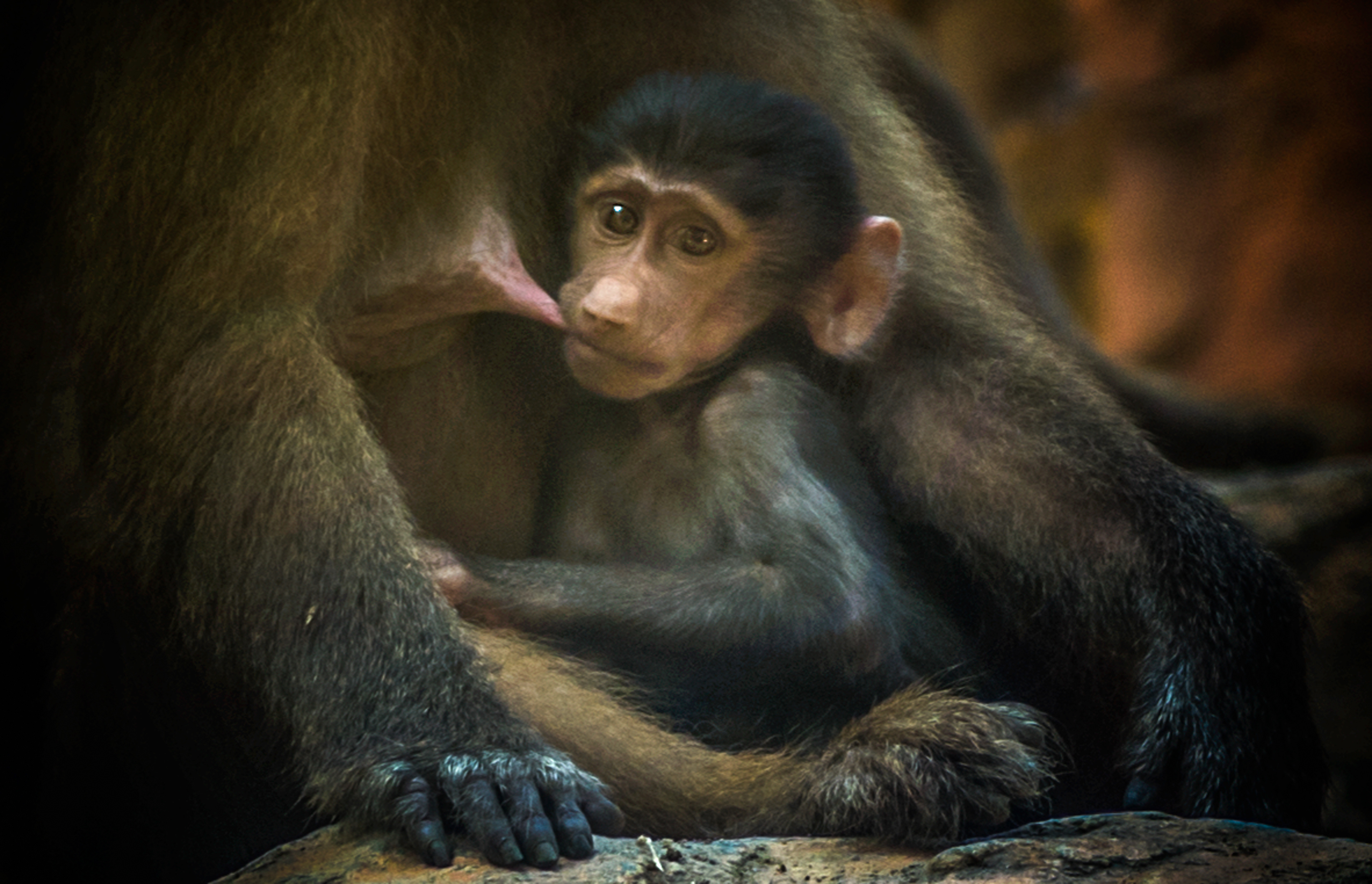 Mandai Road Singapore