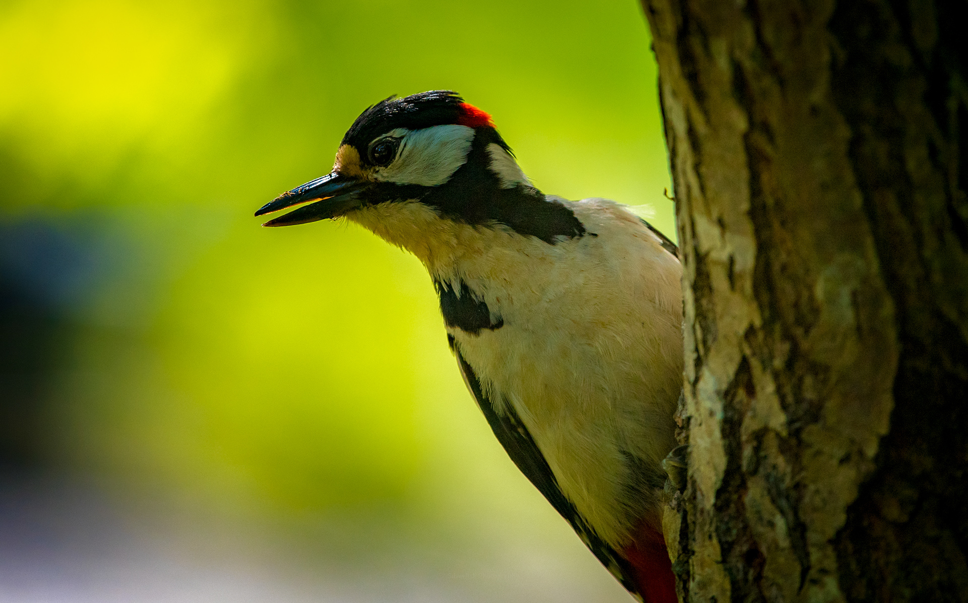 Cho Cho , in the HagSat Forest 