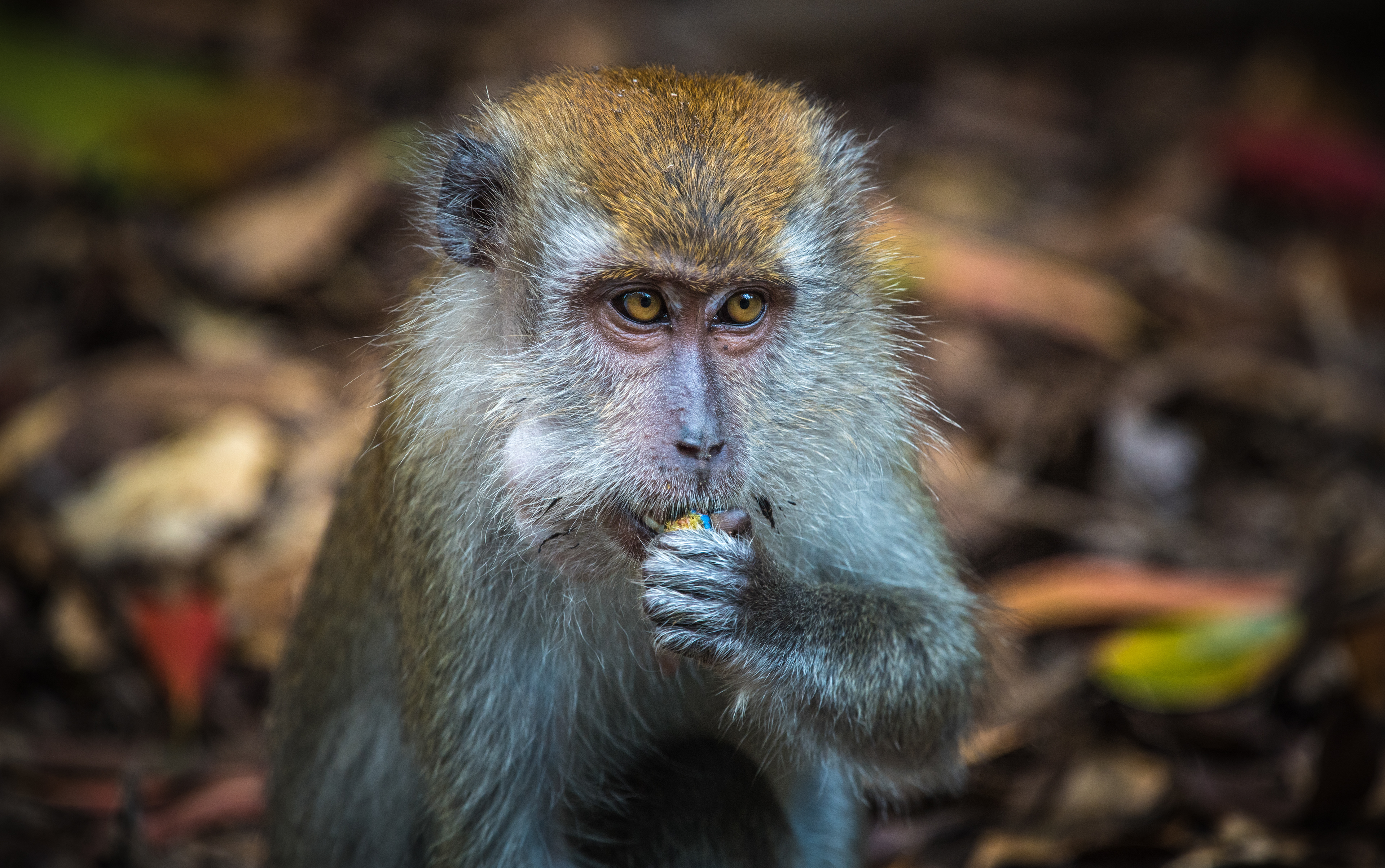 Tom Botanical Gardens Singapore 