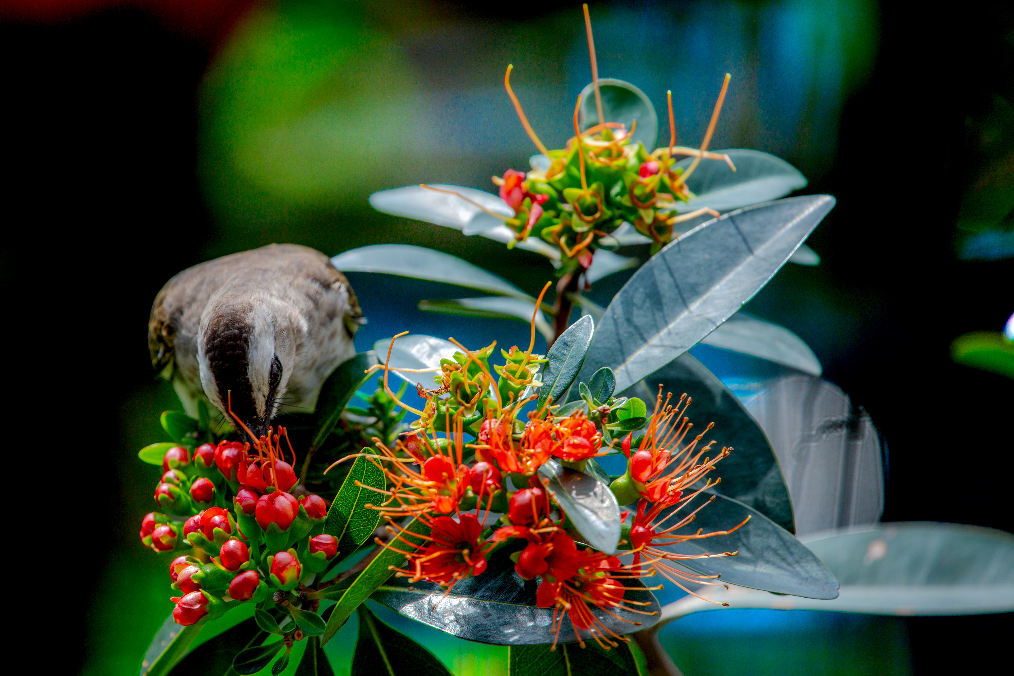 Eastcoast BulBul