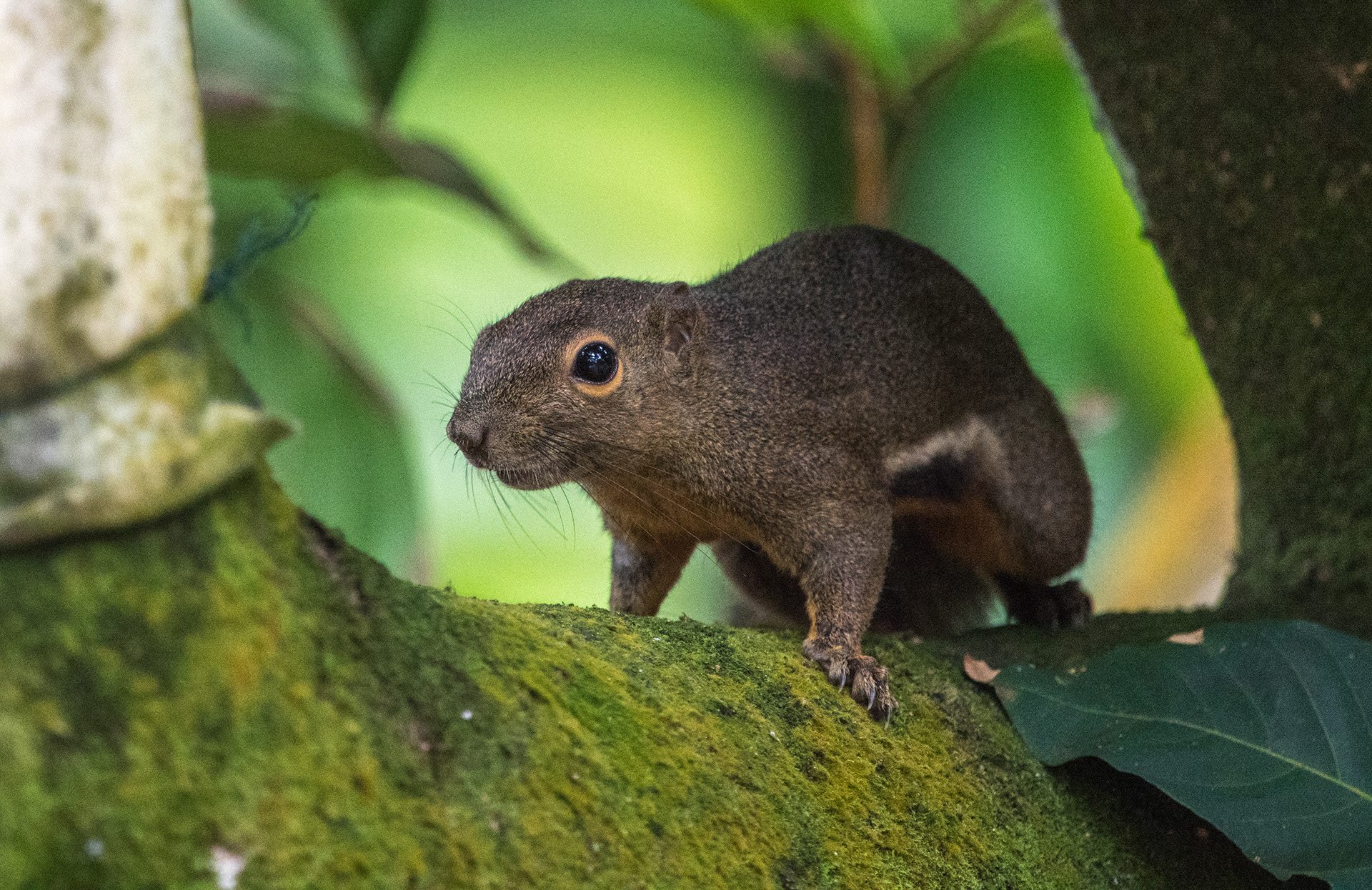 Lilly West Singapore 