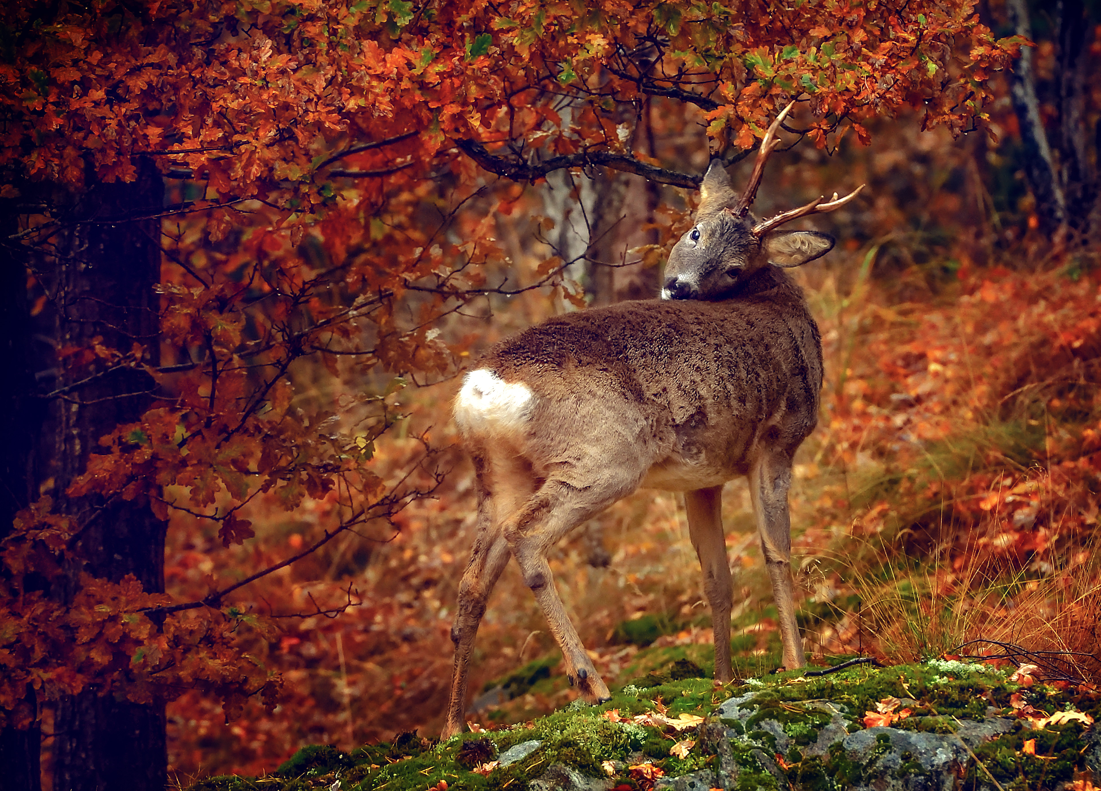 Wilderness