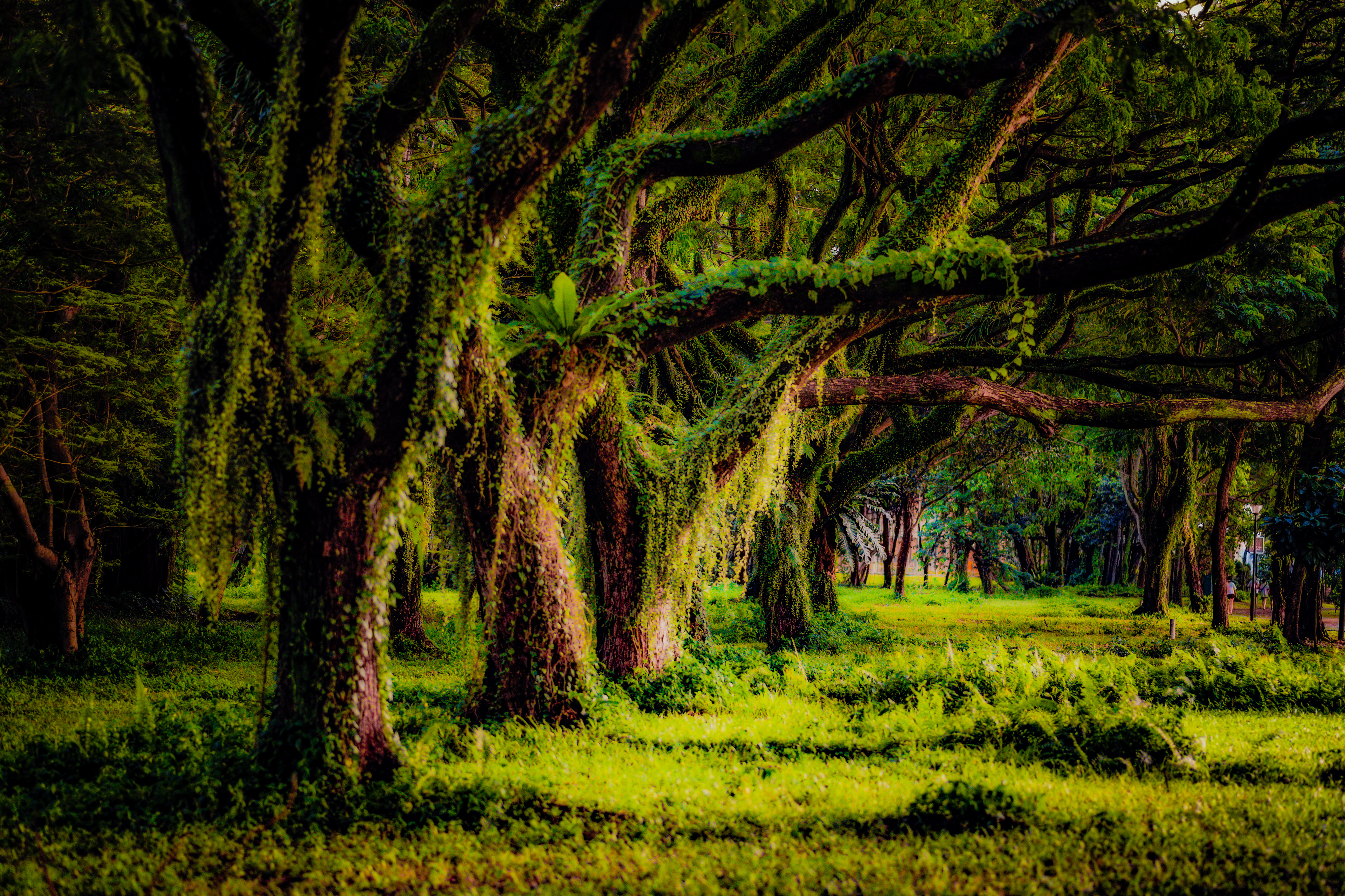 The woods @eastcoast 