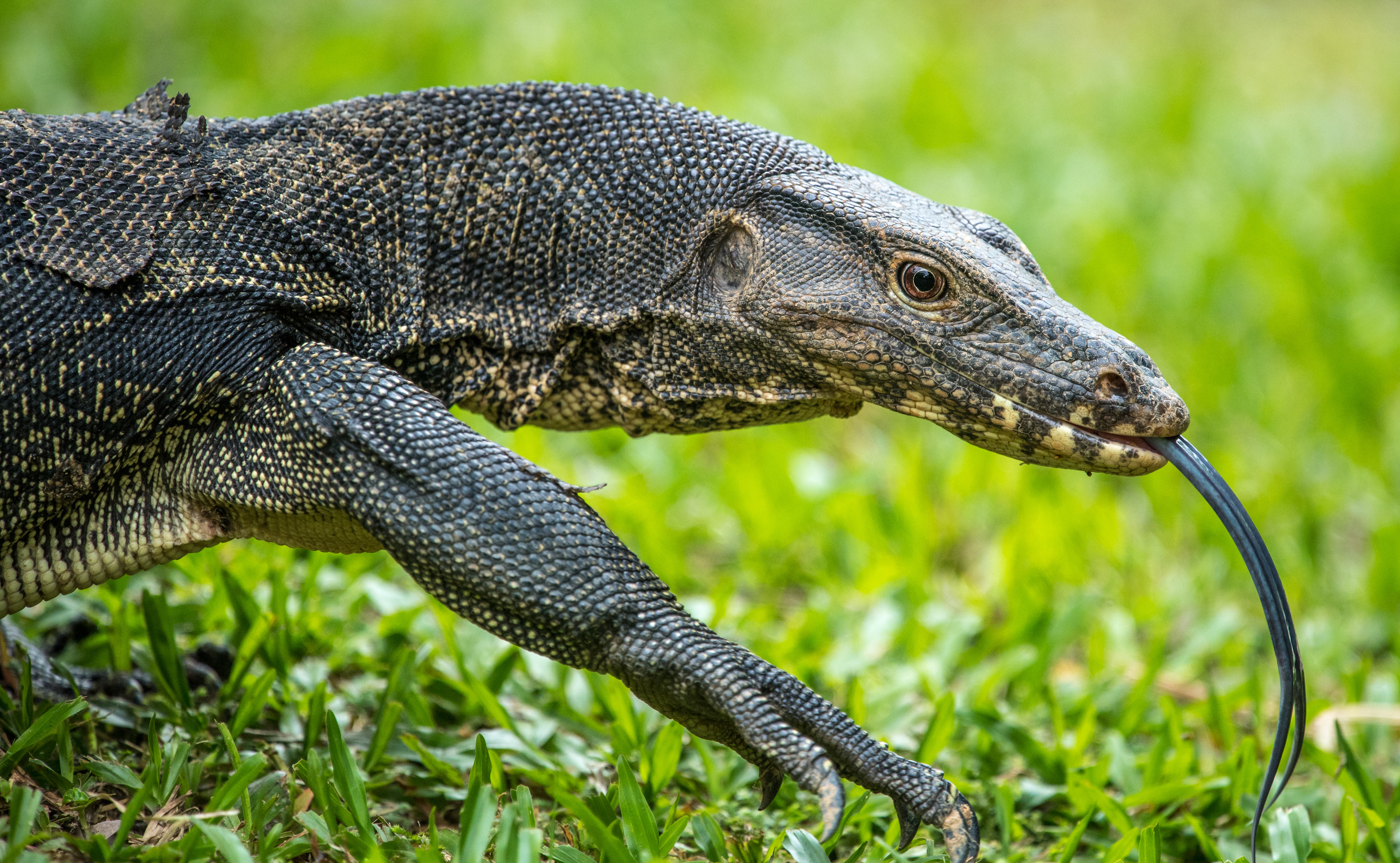 Dragons of Singapore 