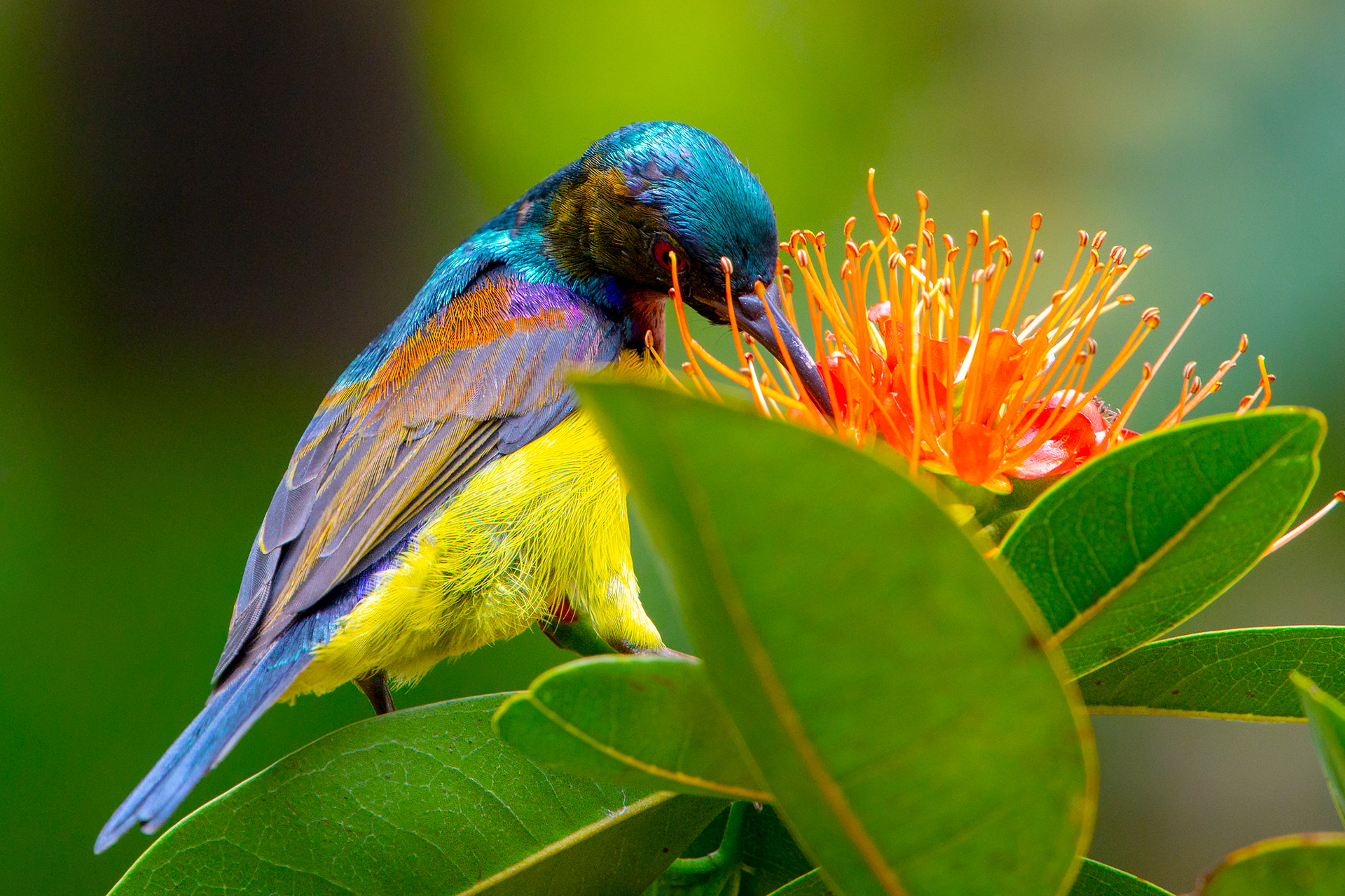 SunBird
