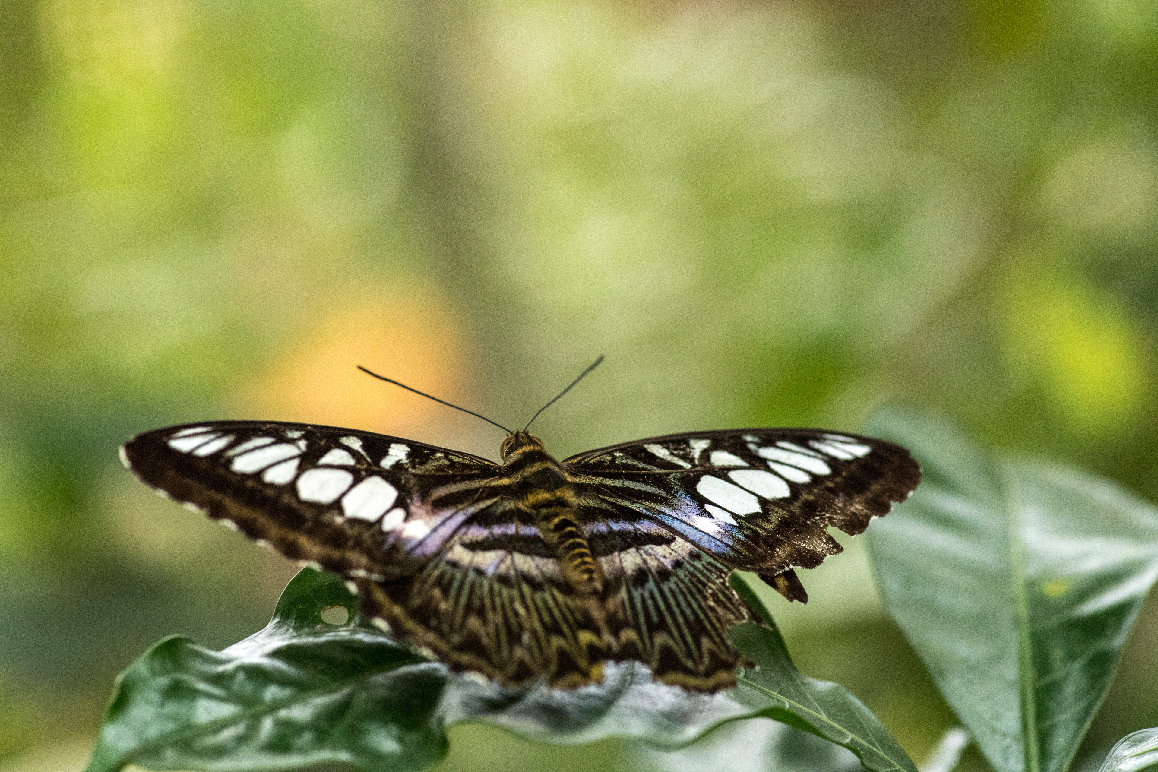Singapore Nature