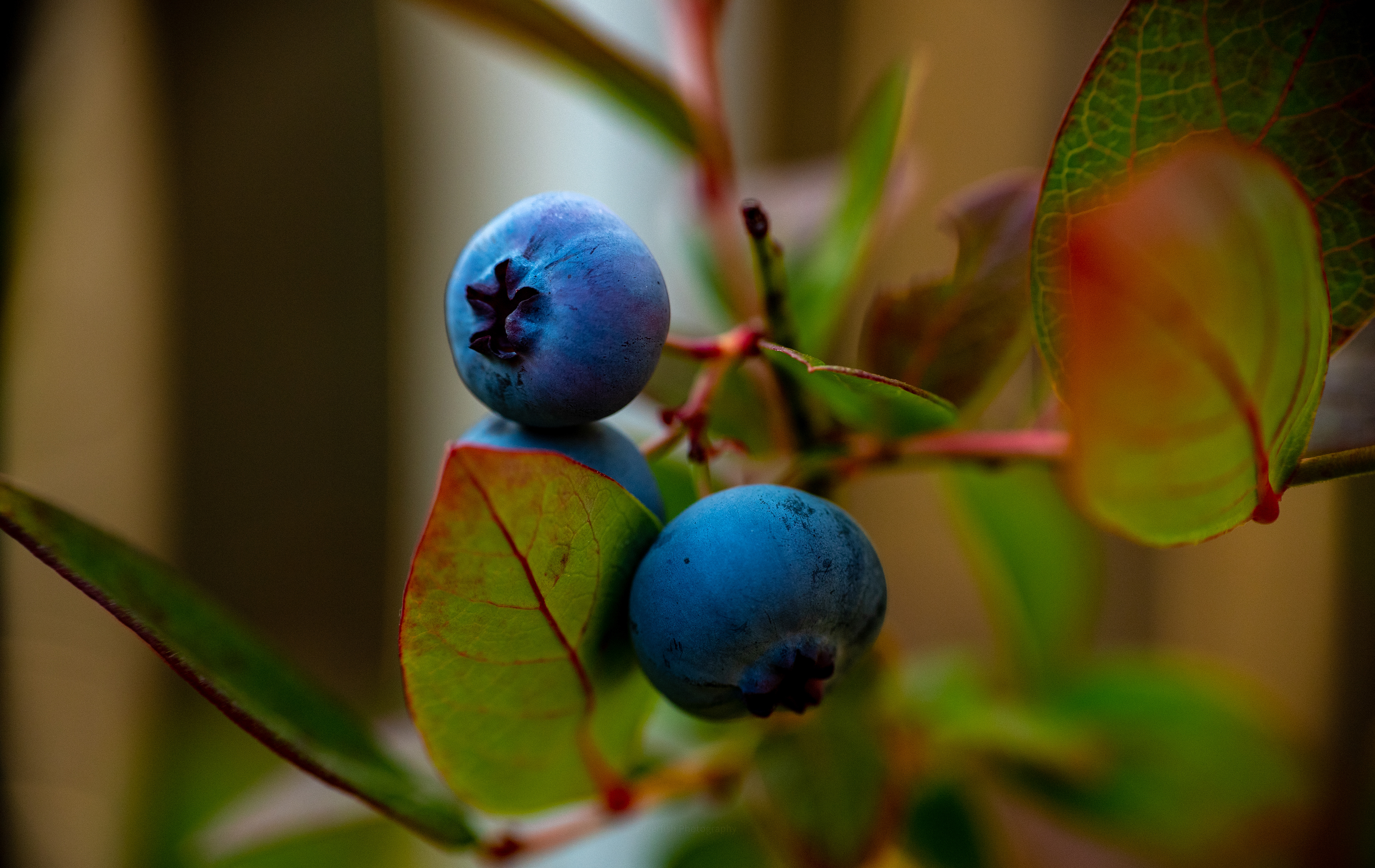 blue berries 