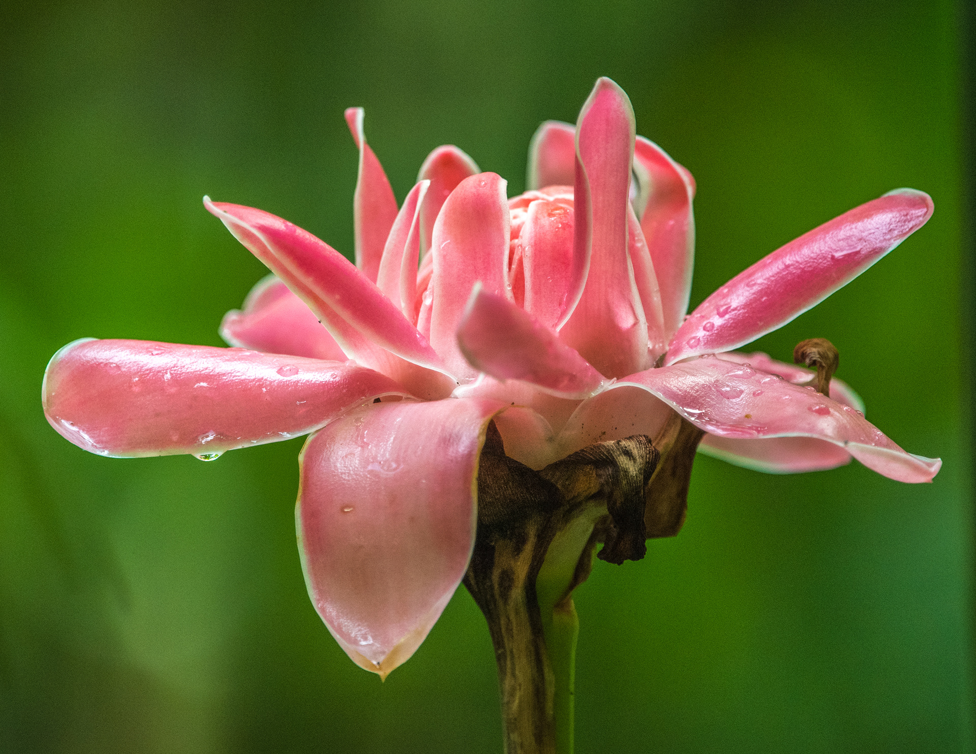 Sunday Morning @the botanical gardens 