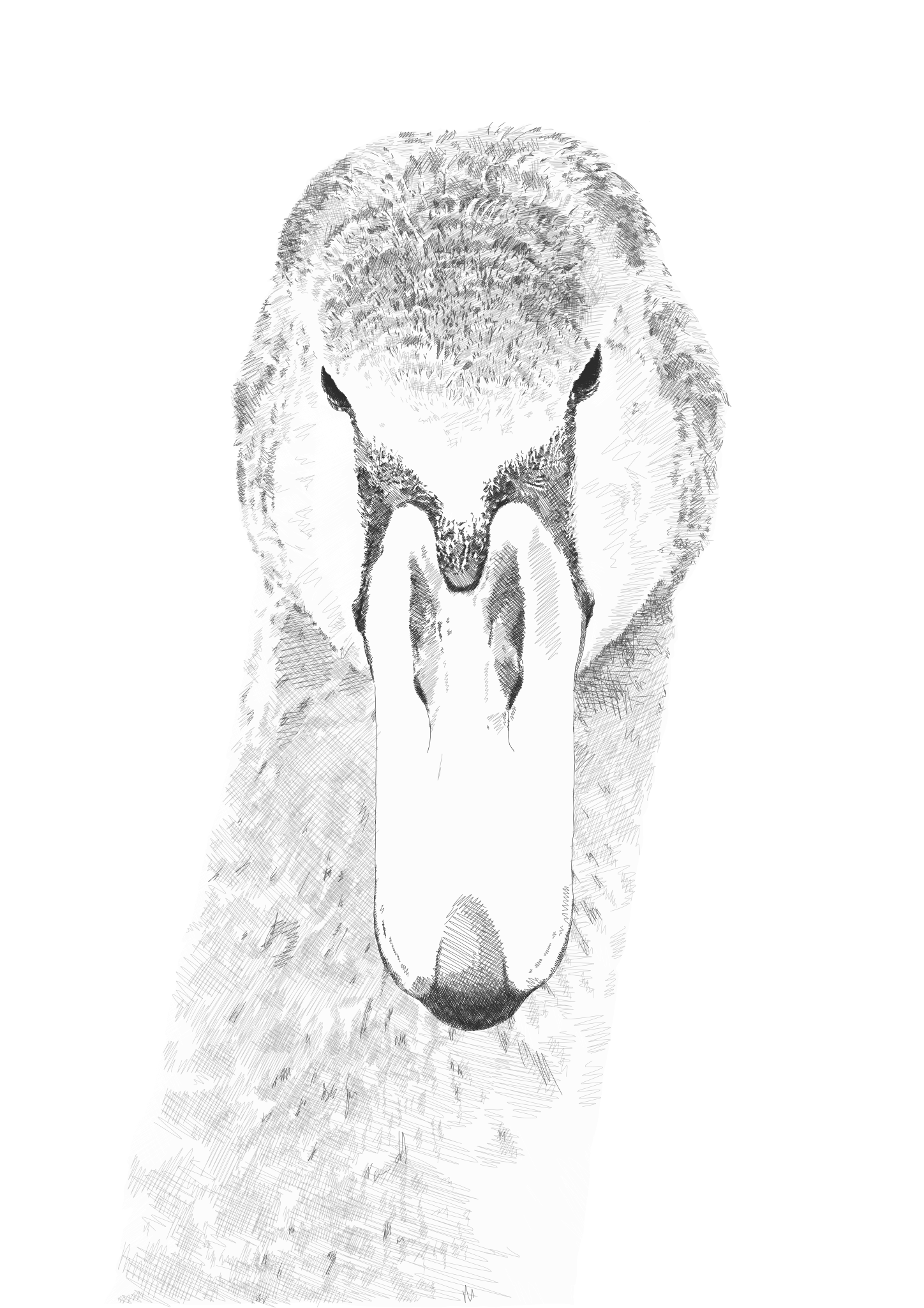 Swan drawing at Bushy Park
