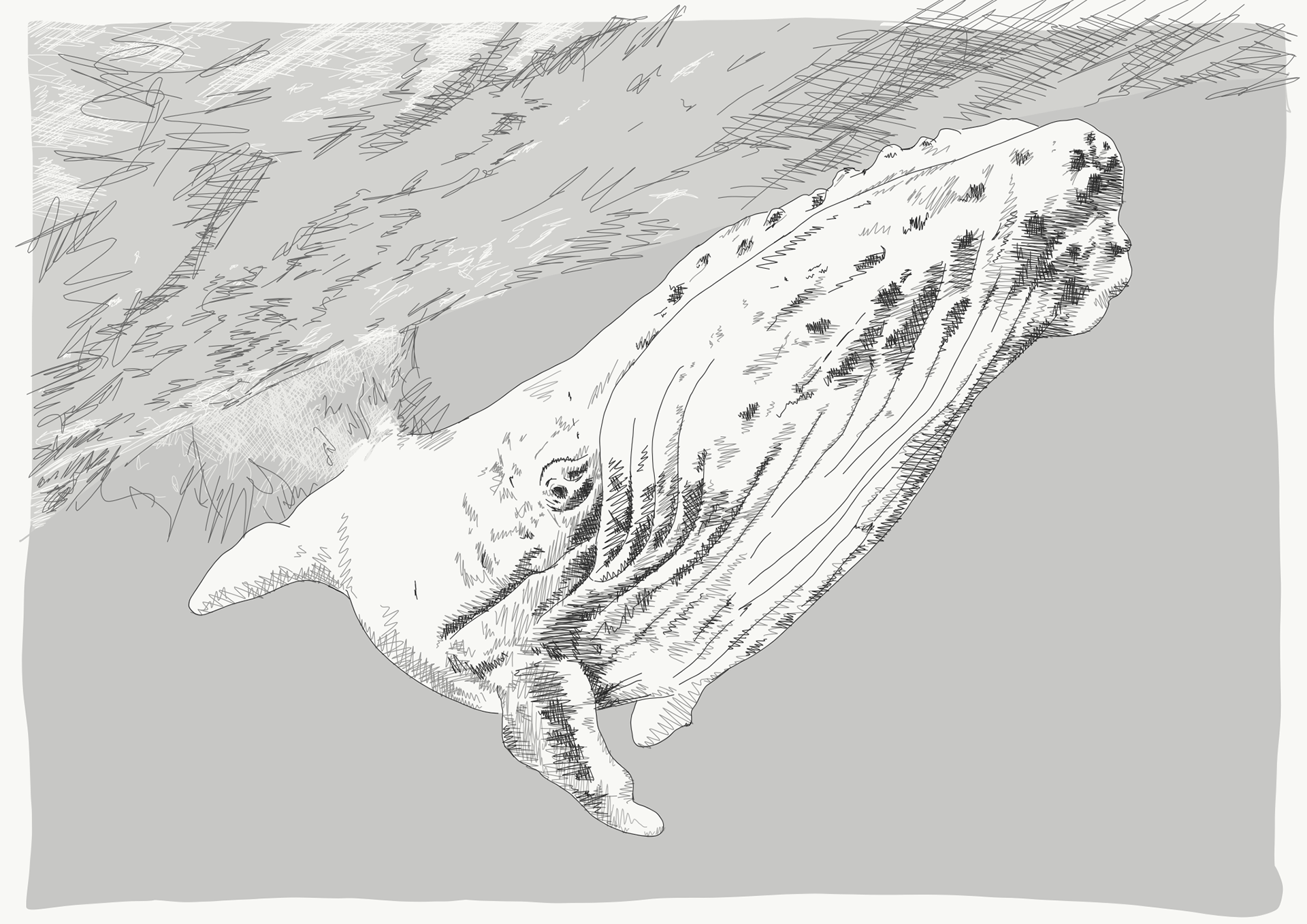 Humpback whale