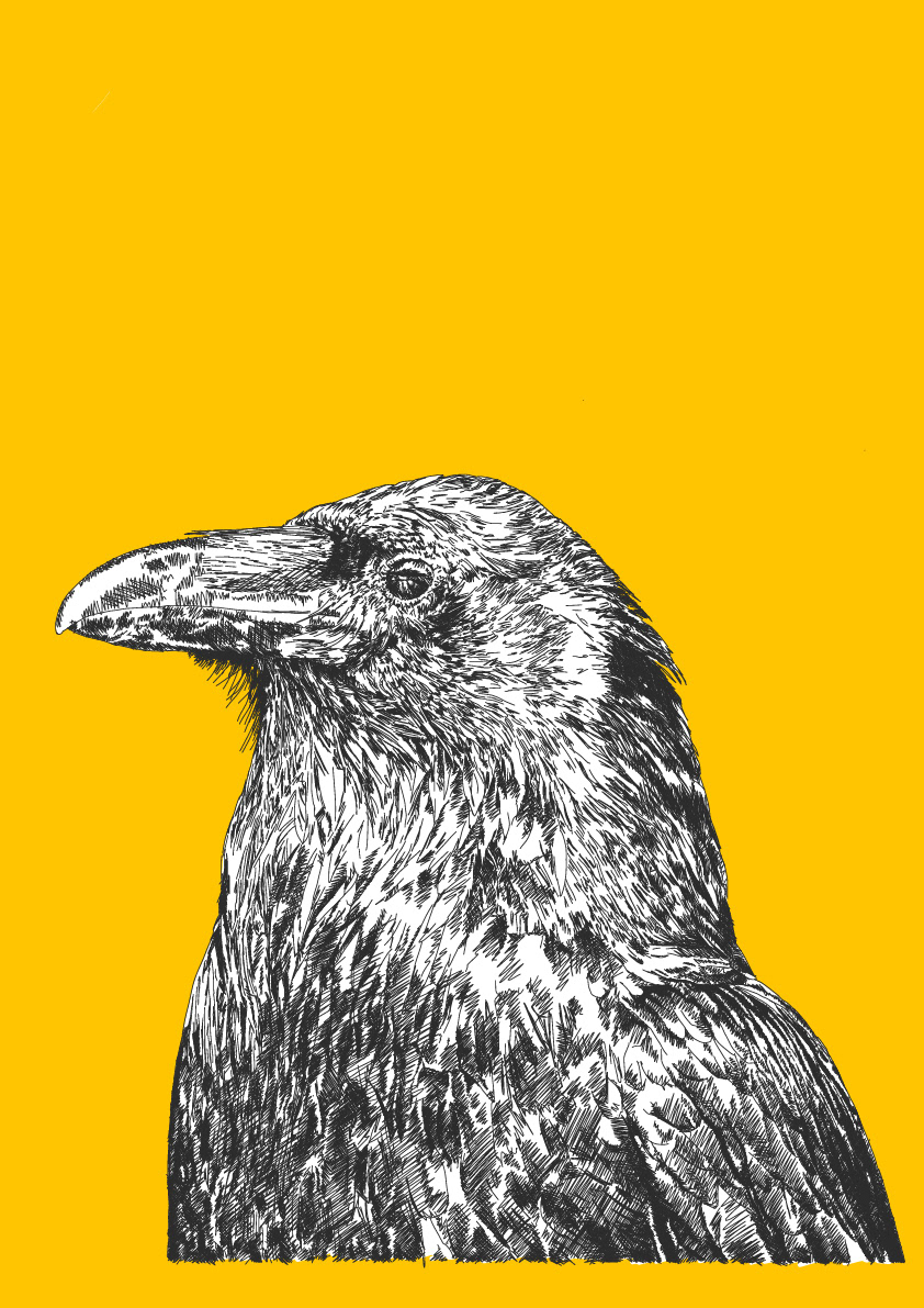 Crow study