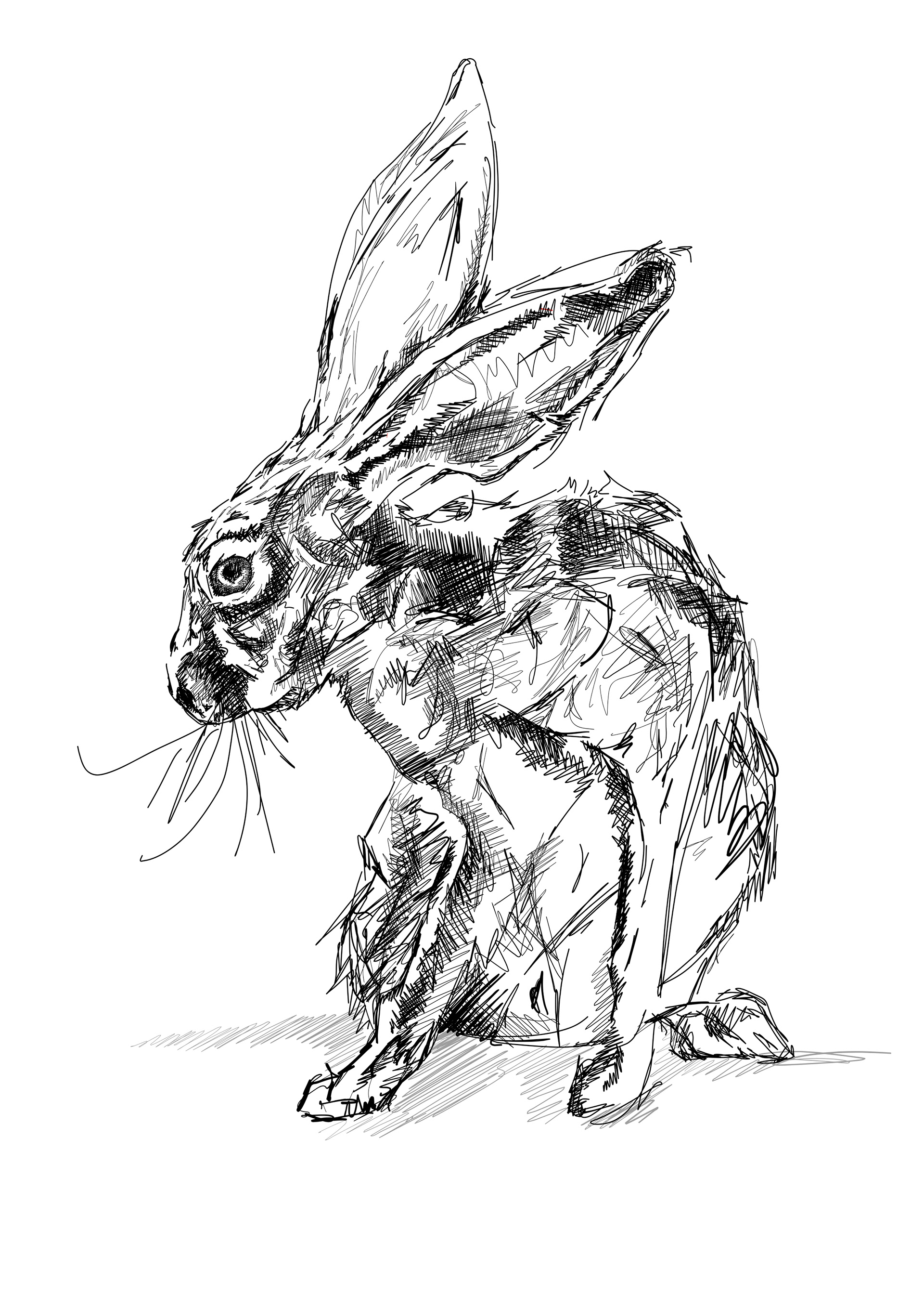 Nervous Hare