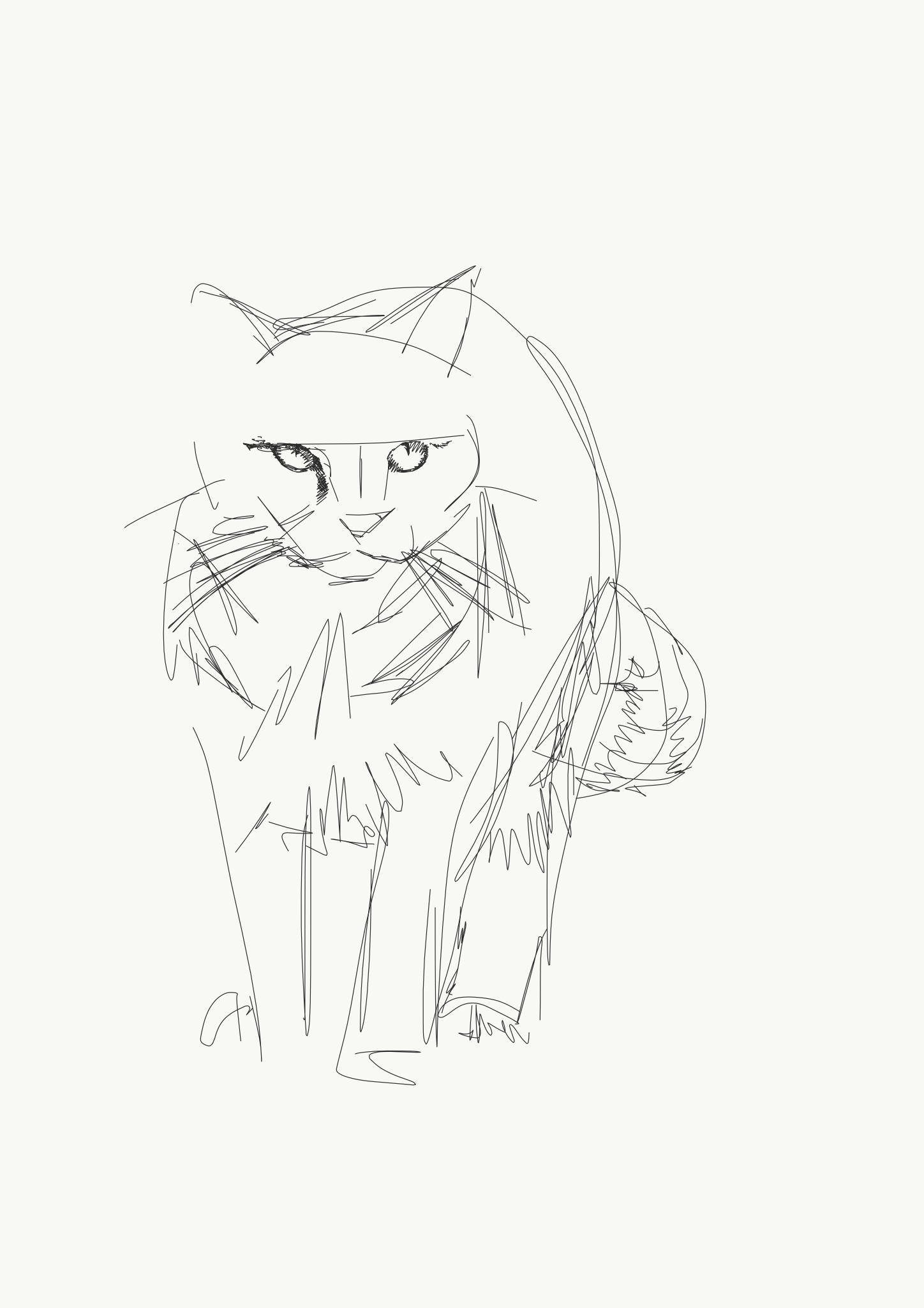 Tilly - sketchy cat