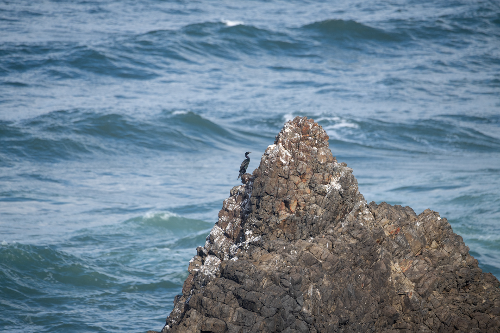 Seal Rock State Recreation Site