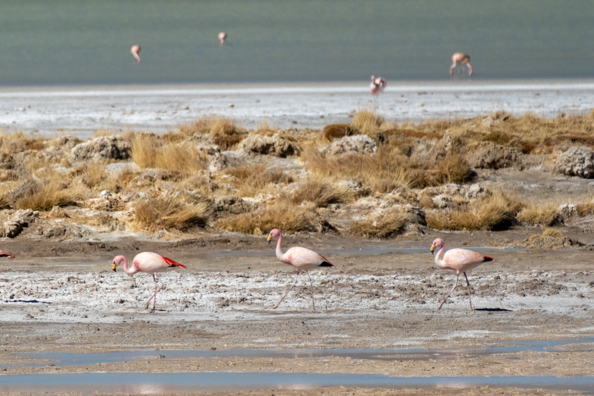 Salar del Huasco
