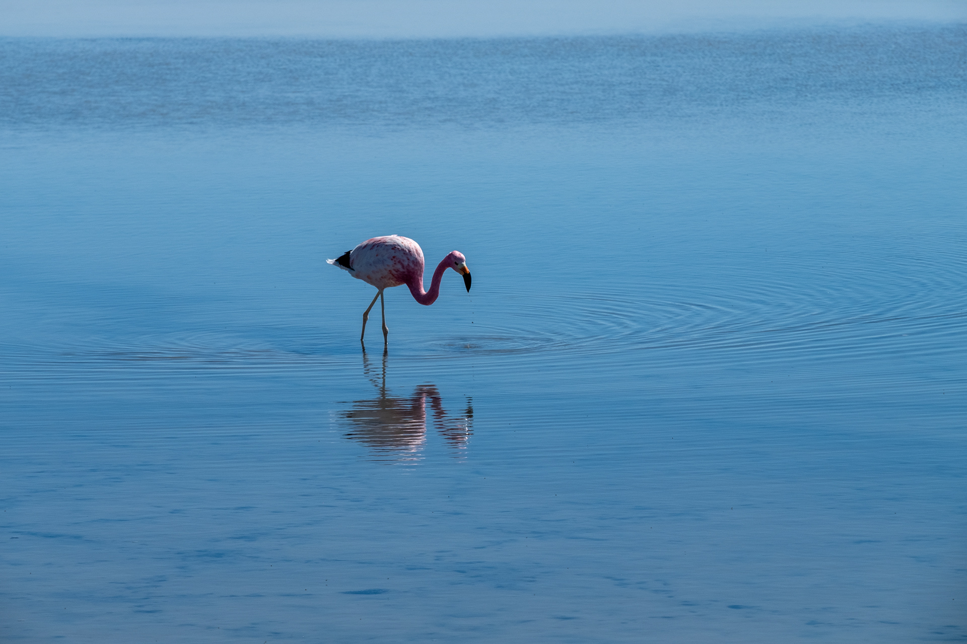 Laguna Chaxa