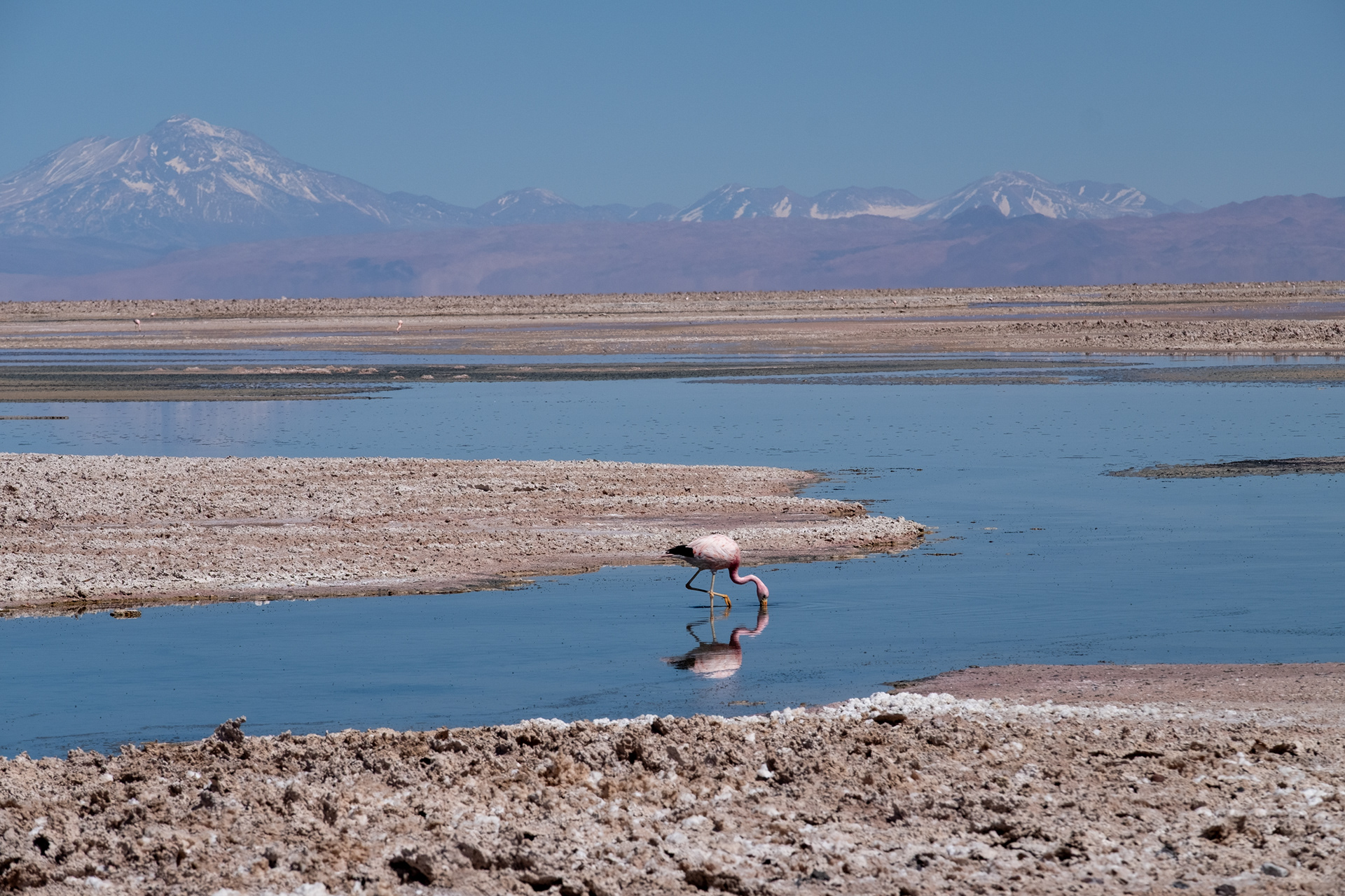 Laguna Chaxa
