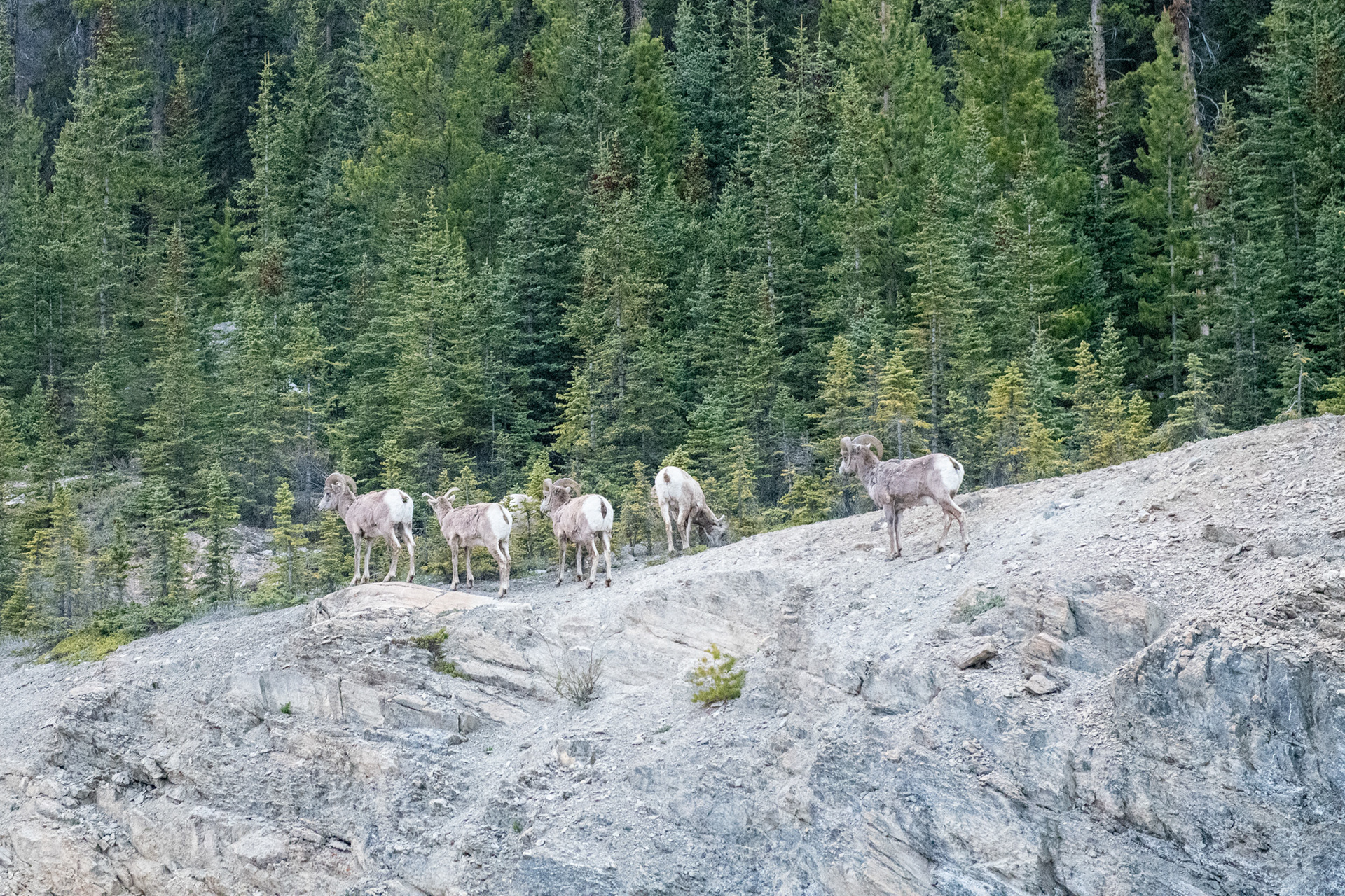 Camino a Jasper - Big Horn Sheeps