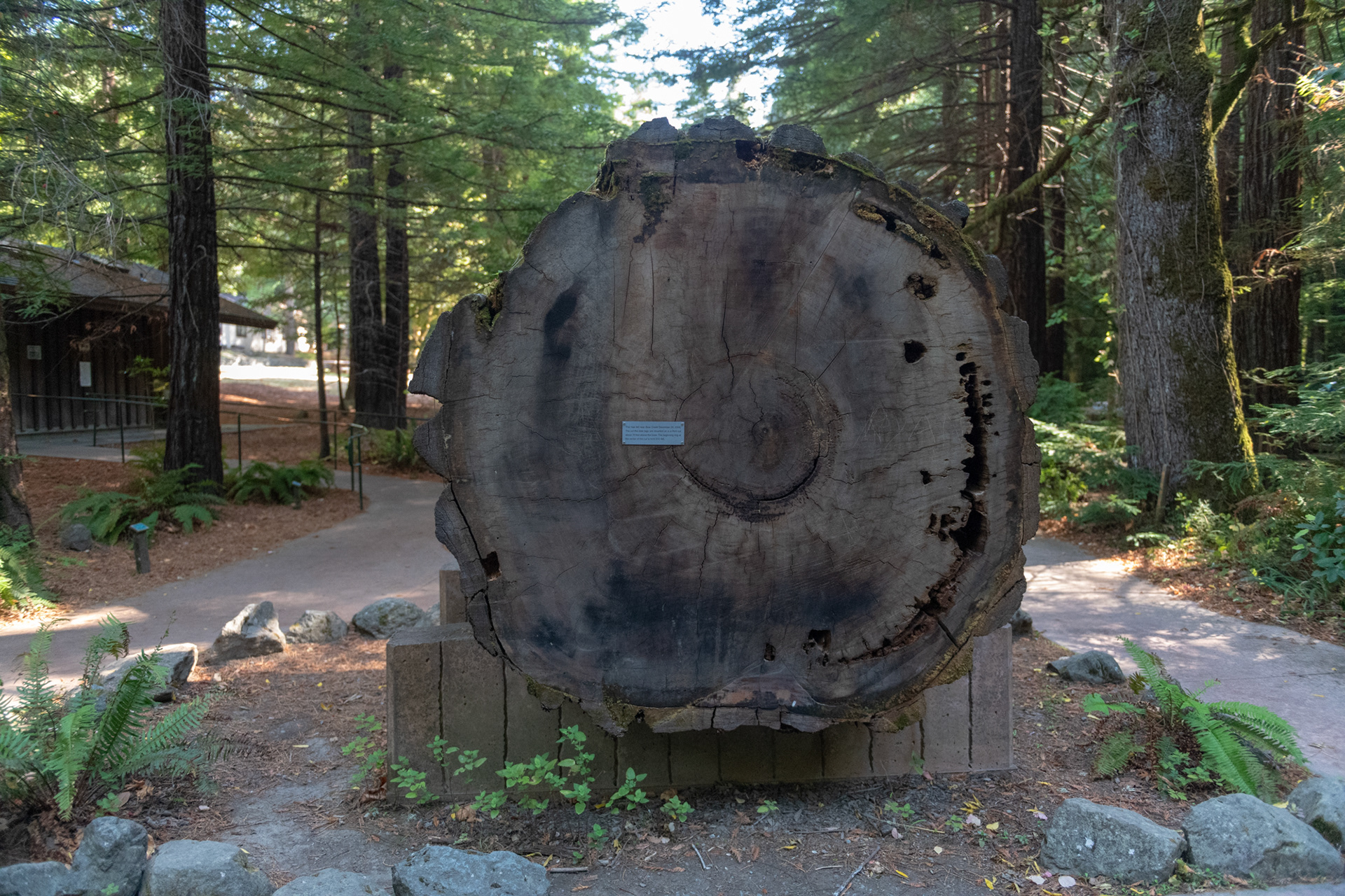  Humboldt Redwoods - Visitor Center - Del 912 al 2006 - 1094 años de edad
