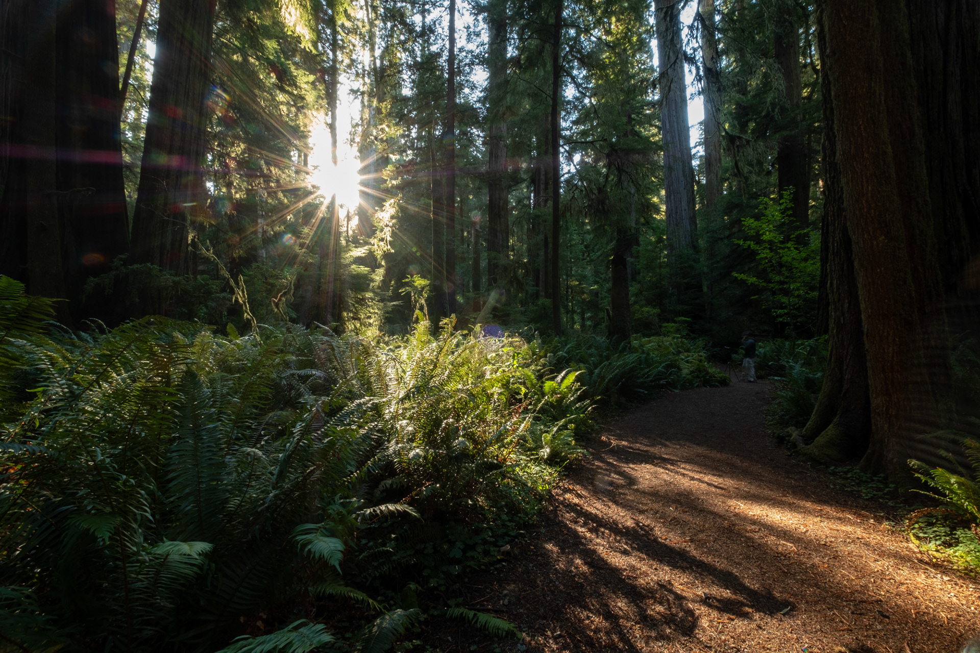 Jedediah Smith Reedwoods - trillo Simpson-Reed