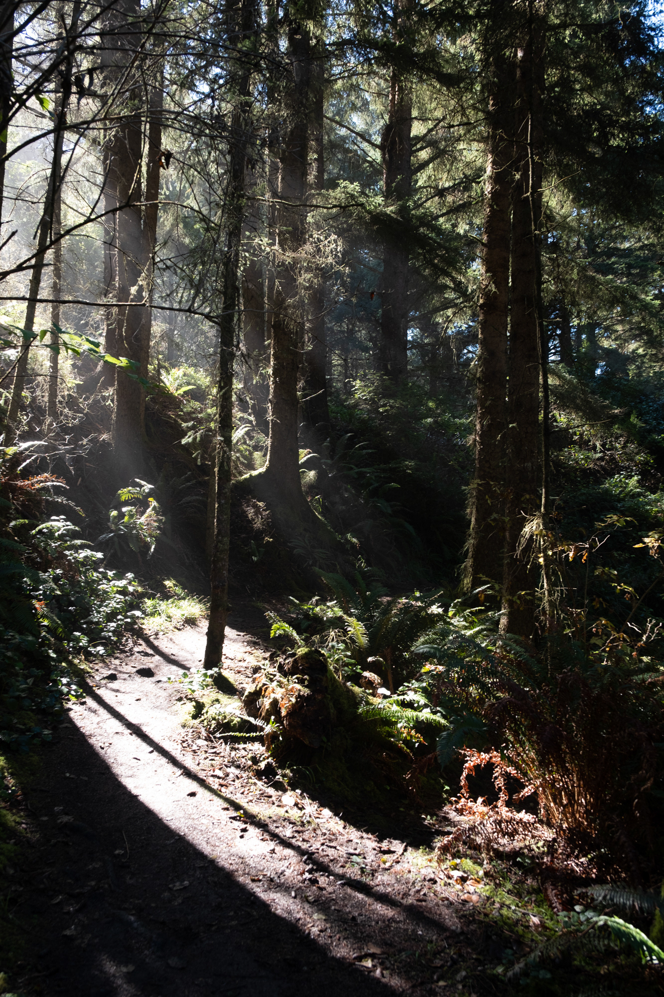 Cape Arago State Park