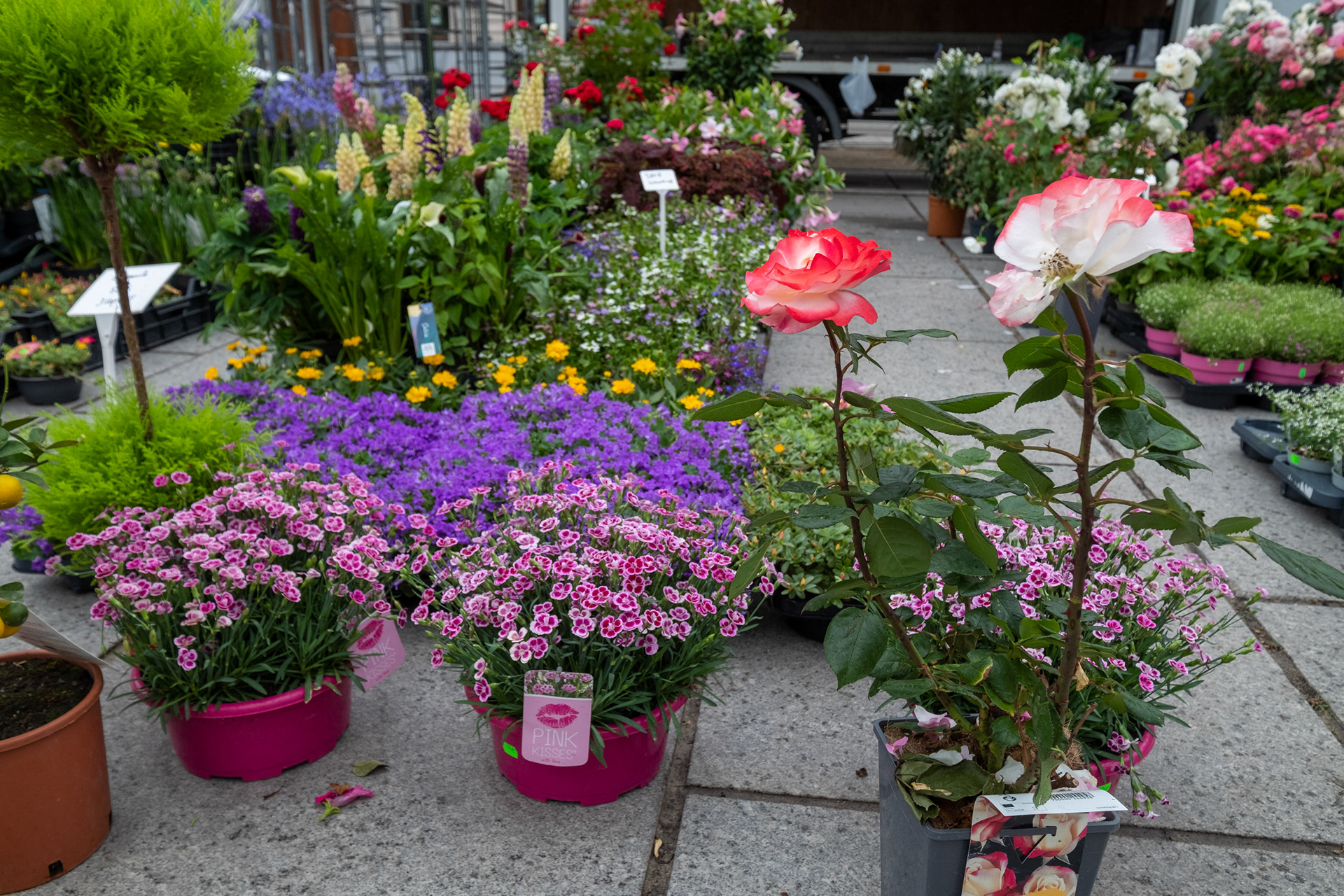 Plaza Kouter y mercado de flores (domingo)