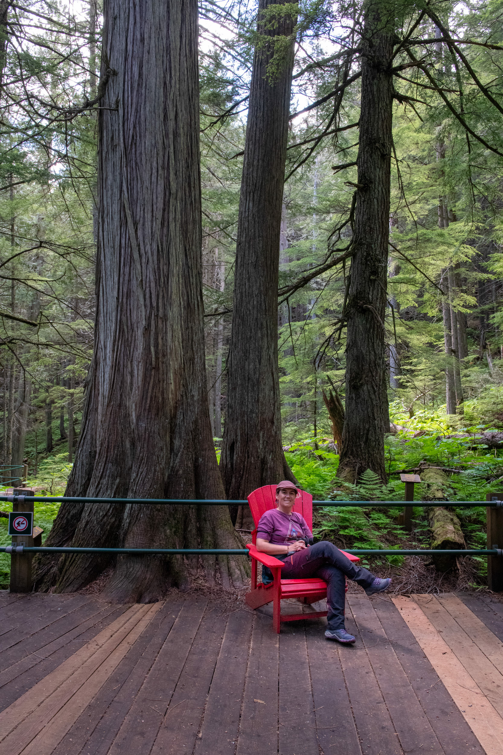 Hemlock Grove - bosque de Cedros