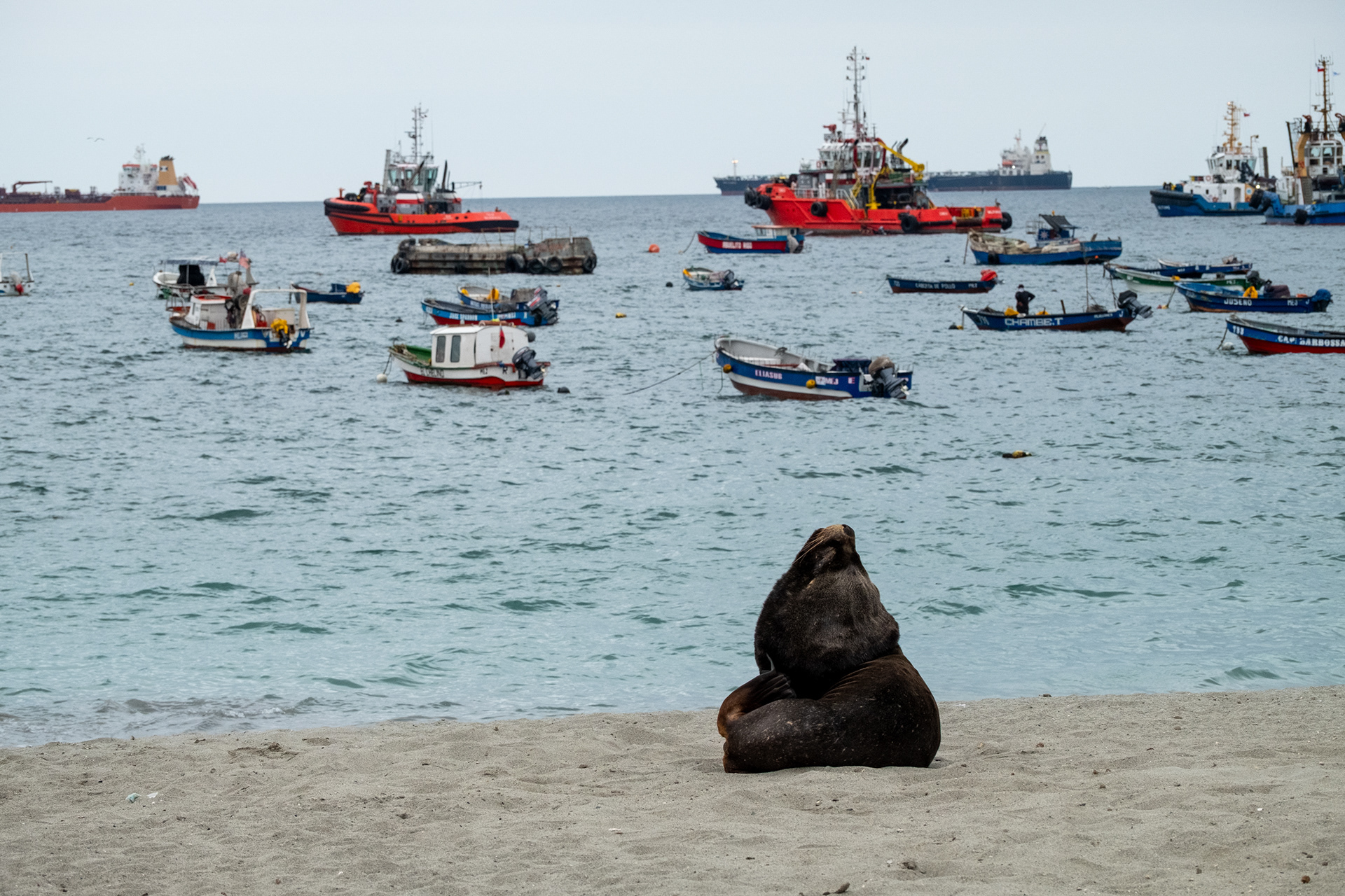 Mejillones