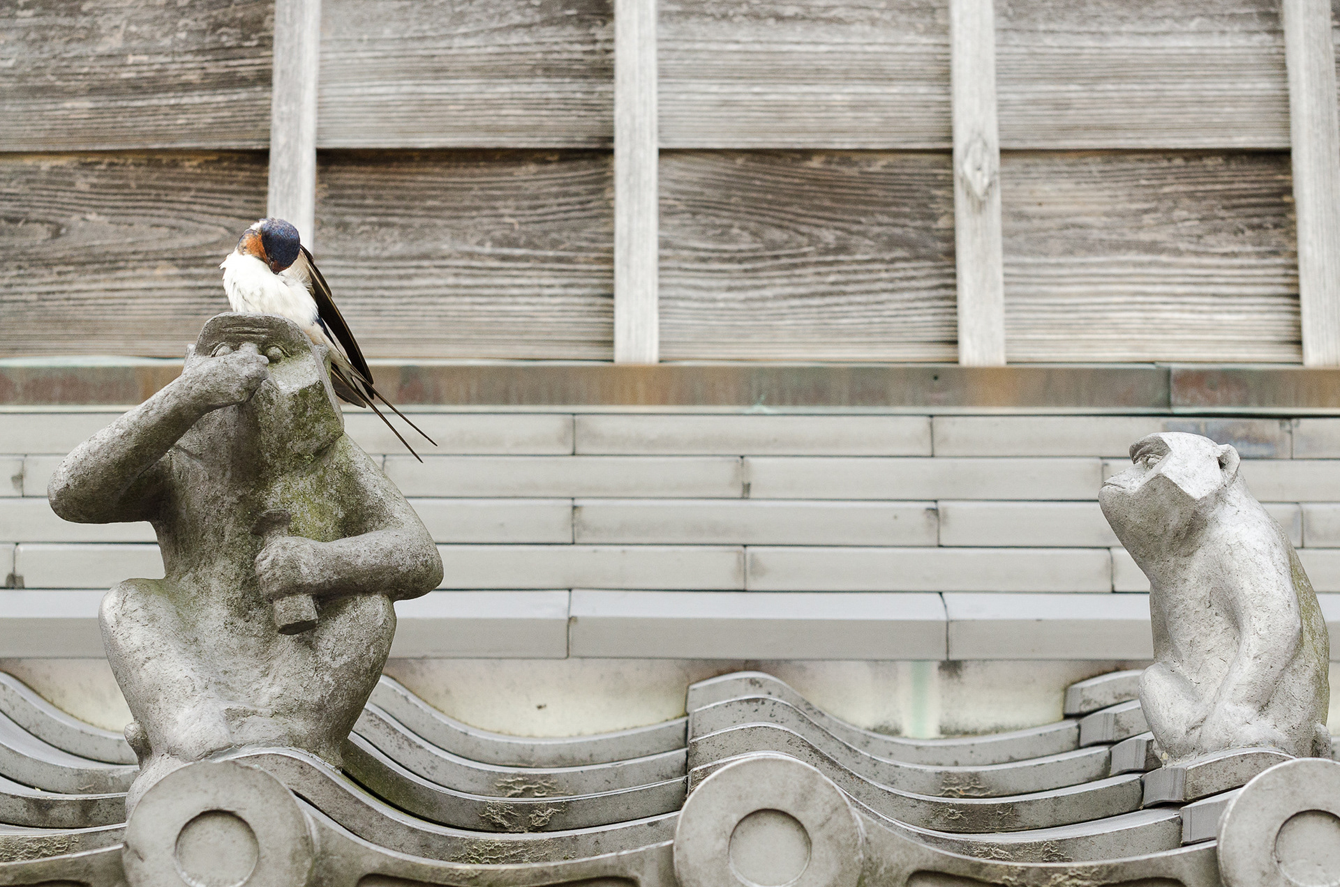 Who Was It? - Very active swallows hovering Oharai Dori, in Naiku near Ise, Mie Prefecture, Japan.
