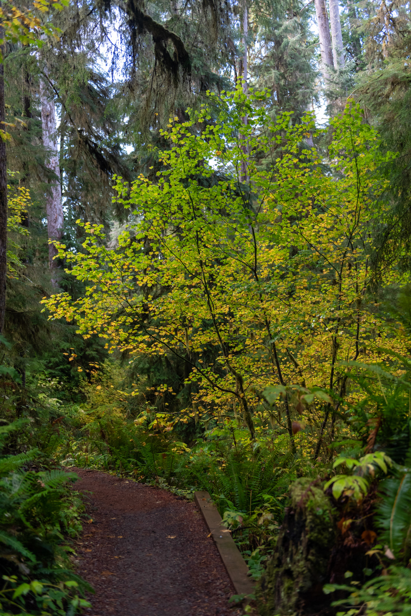 Trillo Rainforest Nature - Lago Quinault, WA