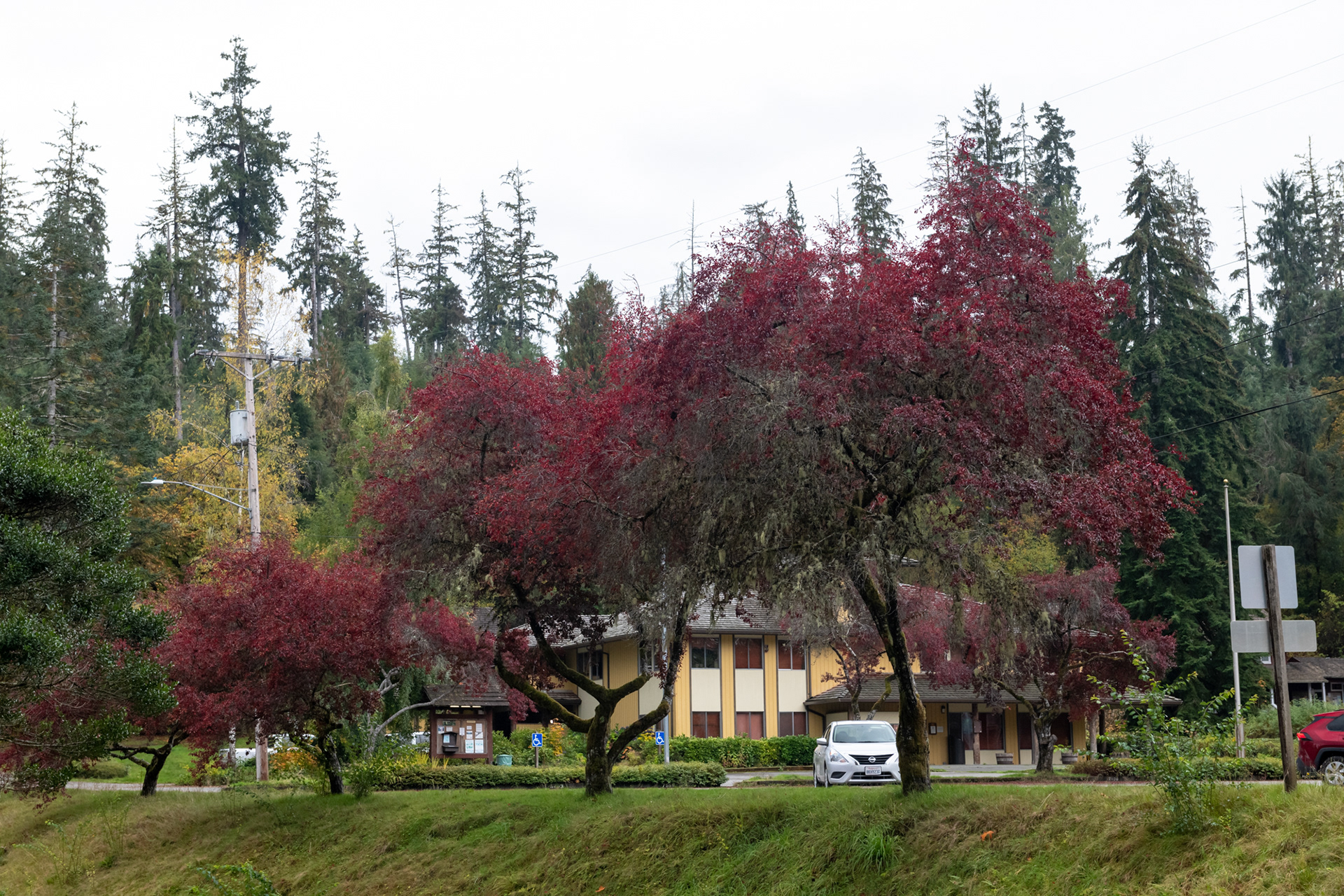 Lago Quinault - Olympic National Park, WA