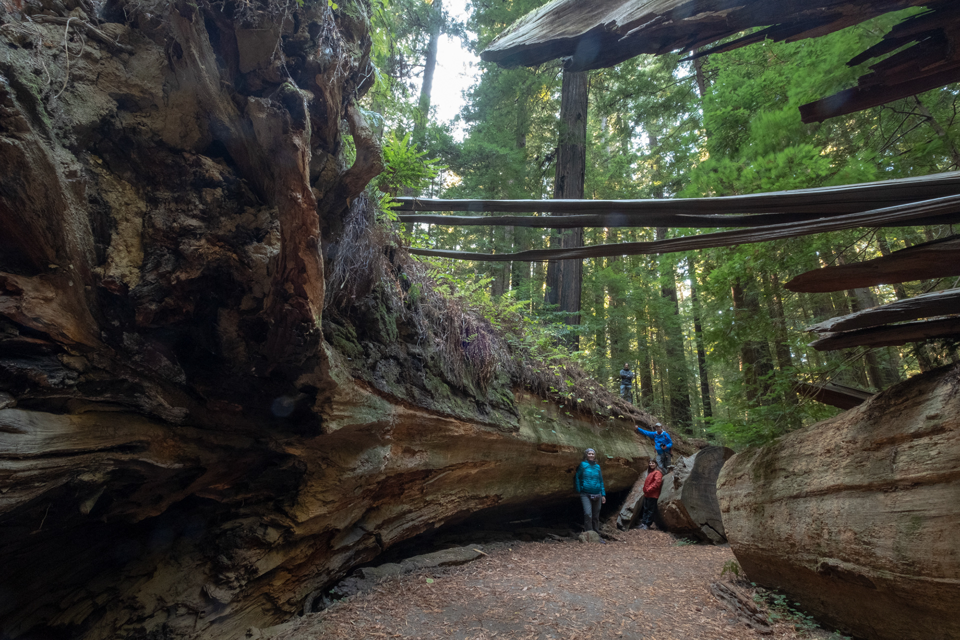 Trillo Founder's grove