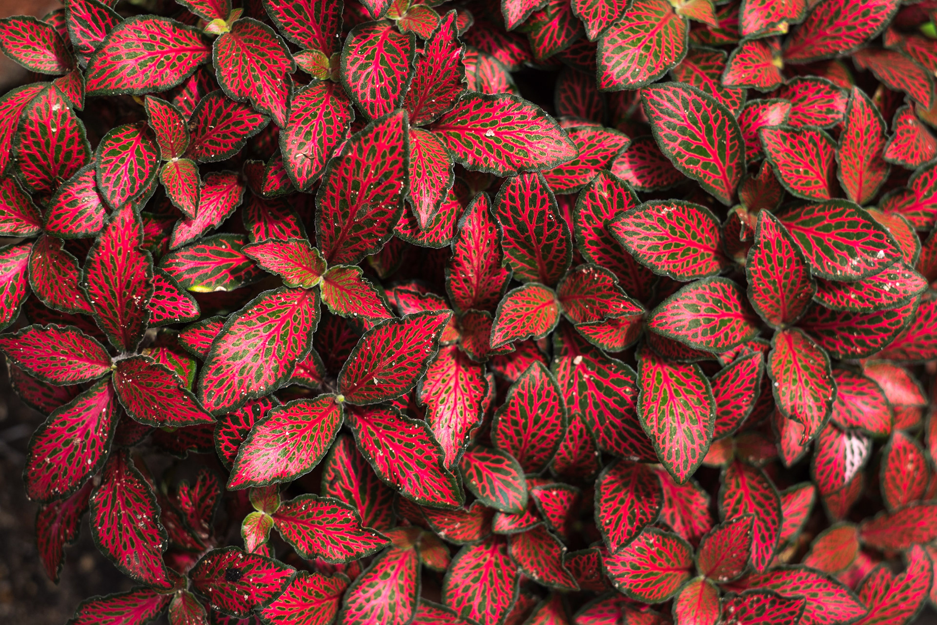 Intense Colors - Beautiful and intense colors on a Fittonia plant, from the Acanthaceae family plants, at a house's garden in Juan Lacaze, Colonia, Uruguay. if you want to know more about this plant and how to take care of them, please visit Happy DIY Home to know more about it.