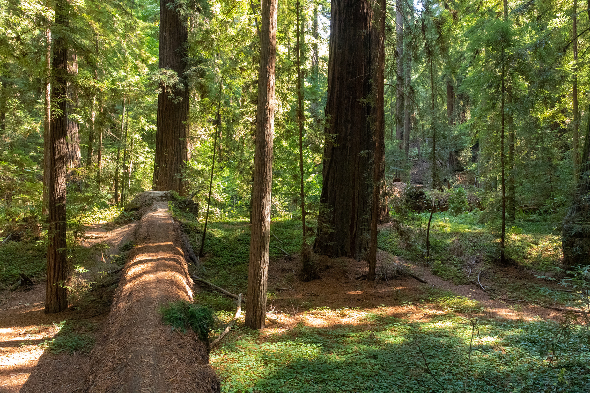  Humboldt Redwoods - Lane Grove - sequoias