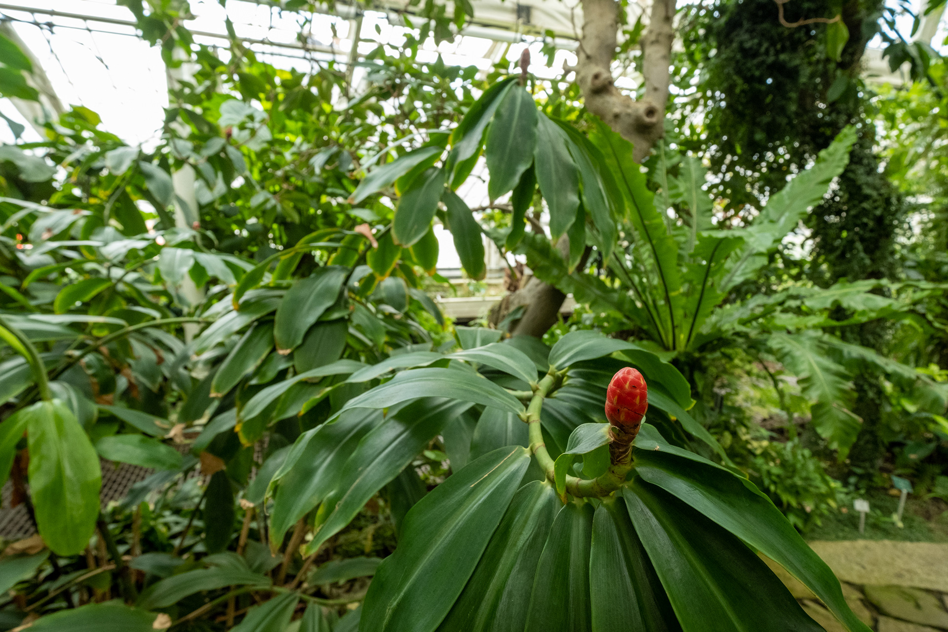 Jardín botánico - casa de palmeras