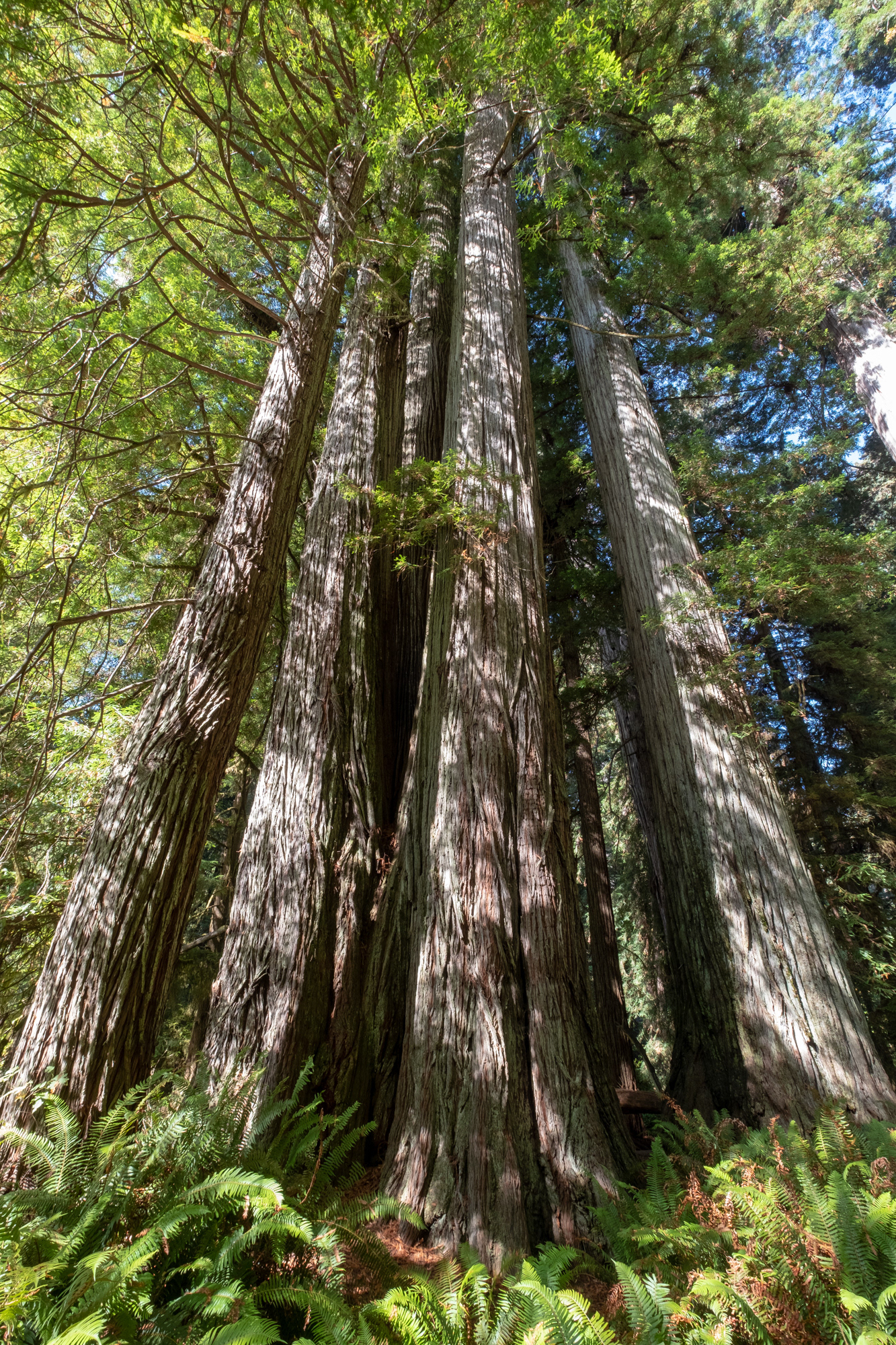 Hunnewell-Donald Memorial grove - trillo Big Tree