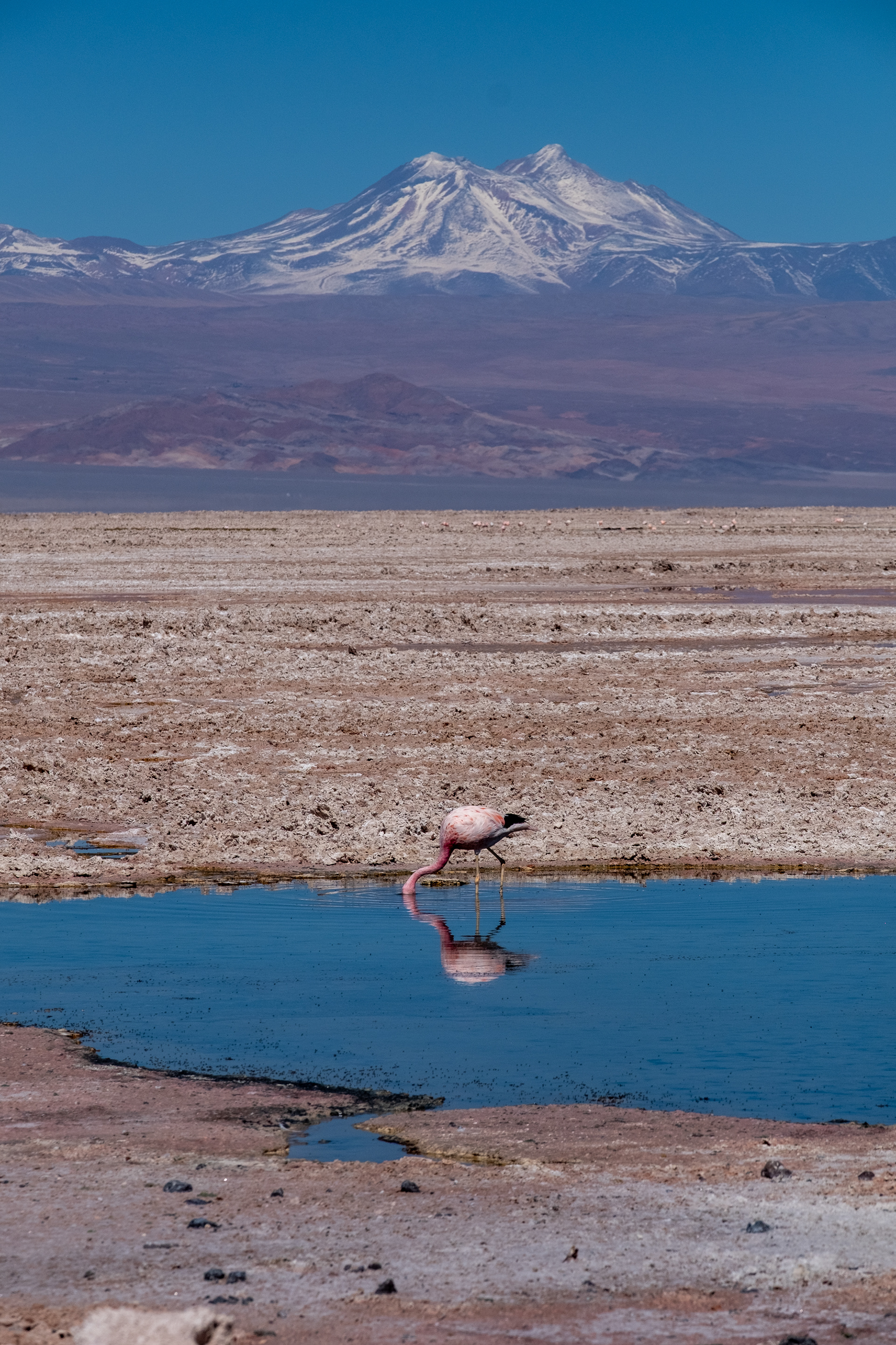 Laguna Chaxa
